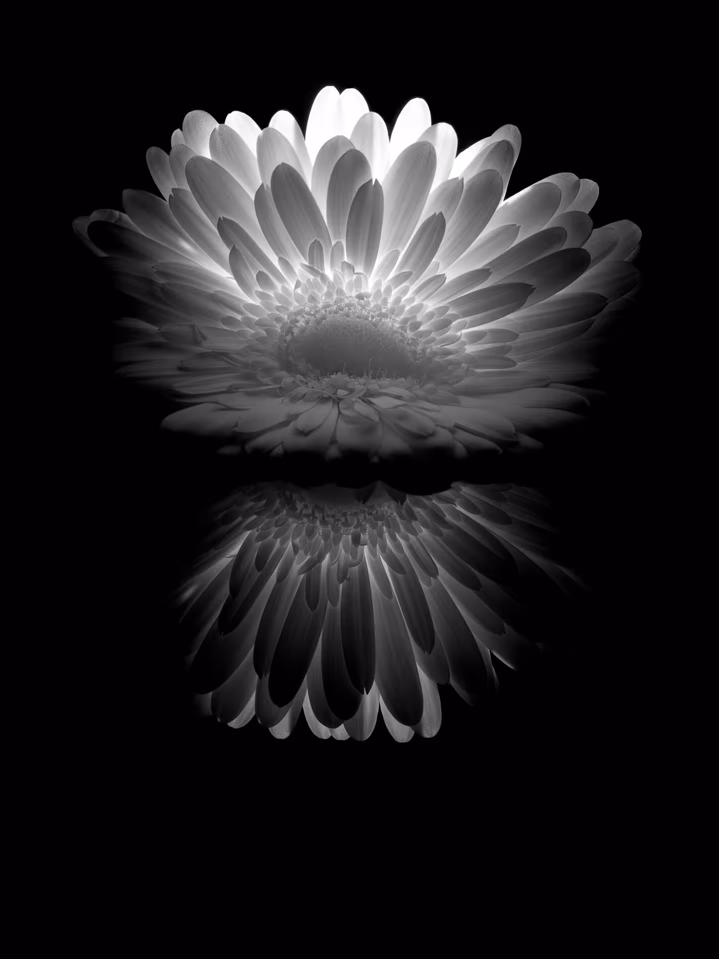 luminous blossoms II