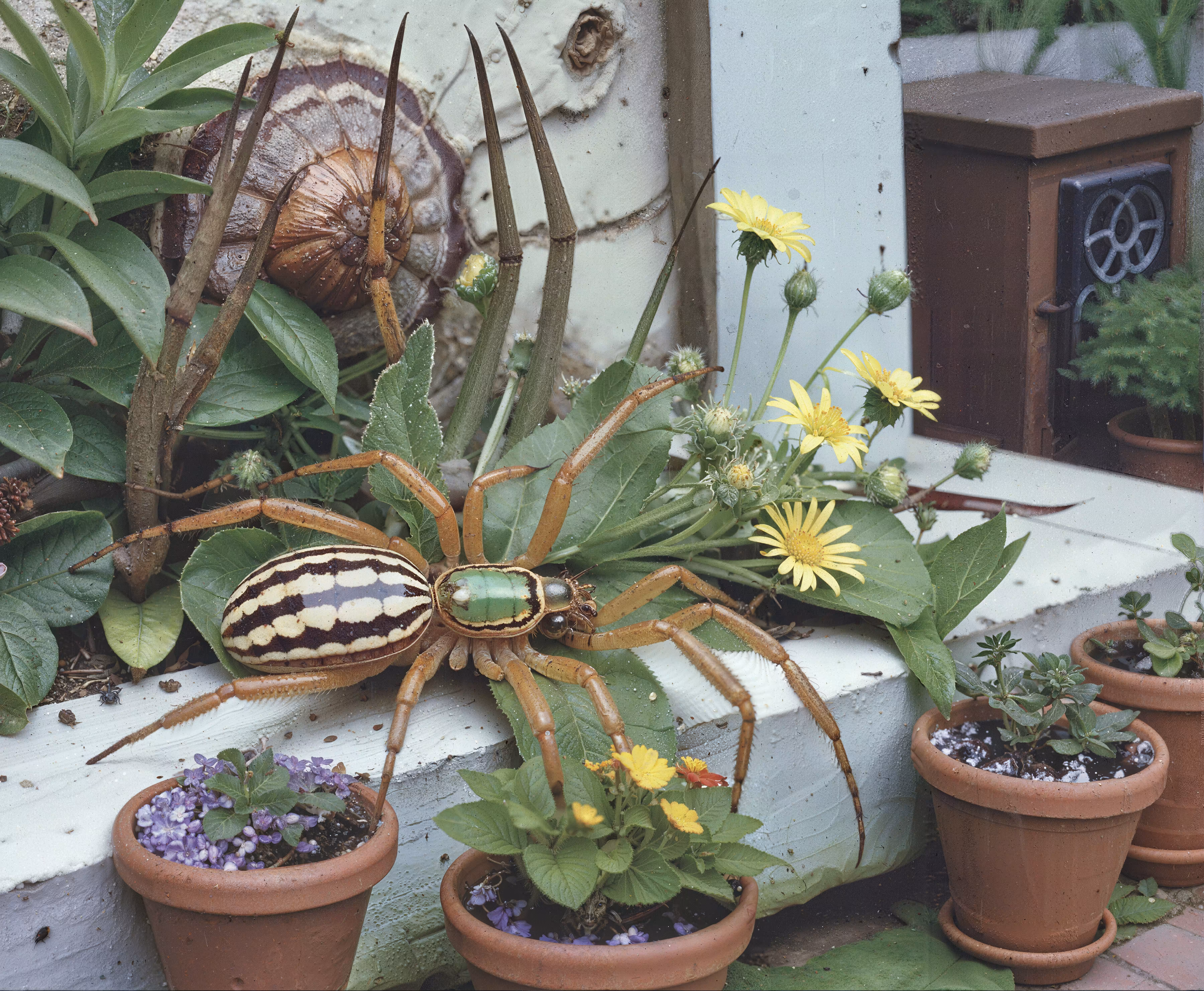 Garden Spider