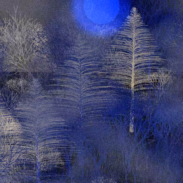 Moonlit Native Bush #126