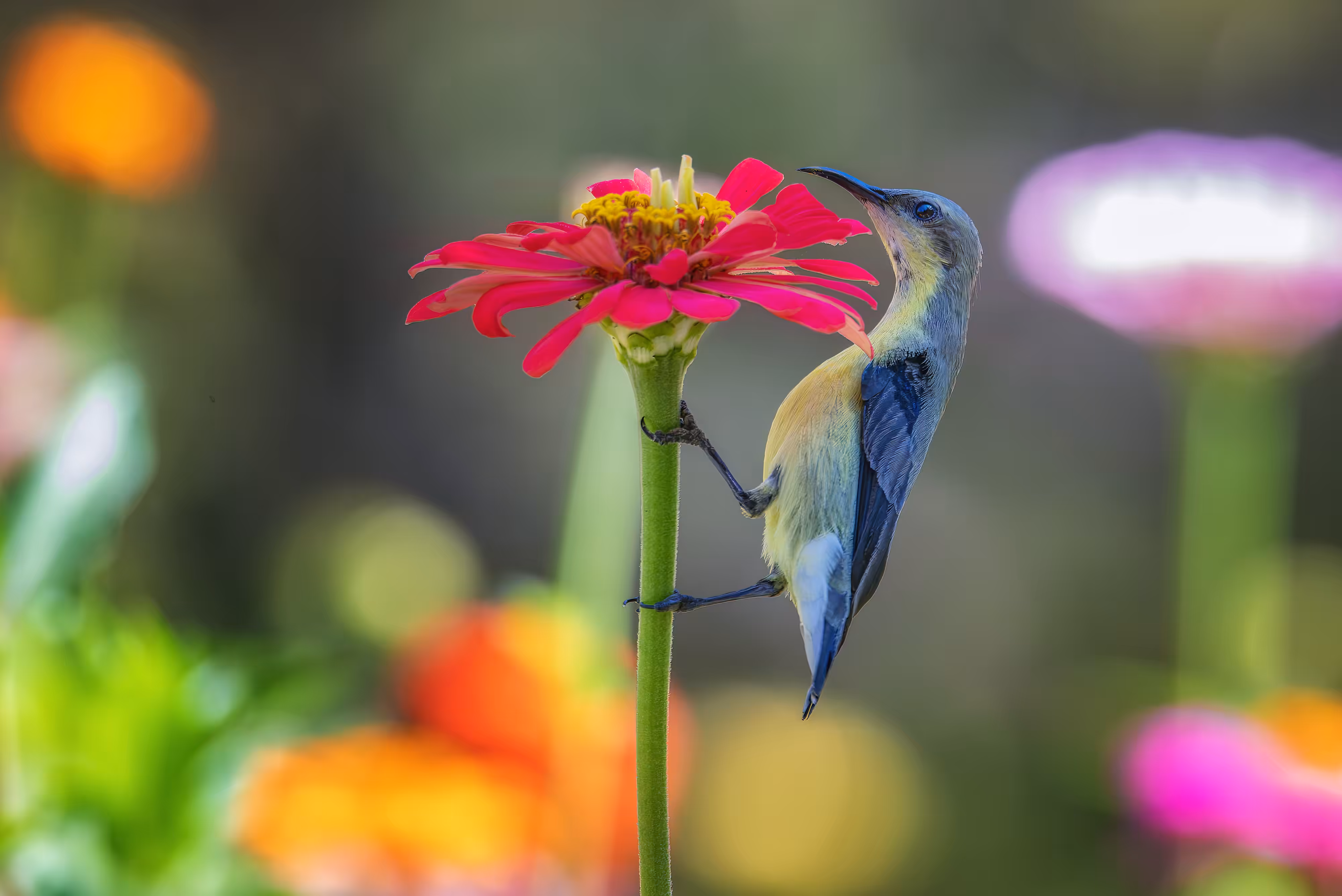 hummingbird #2