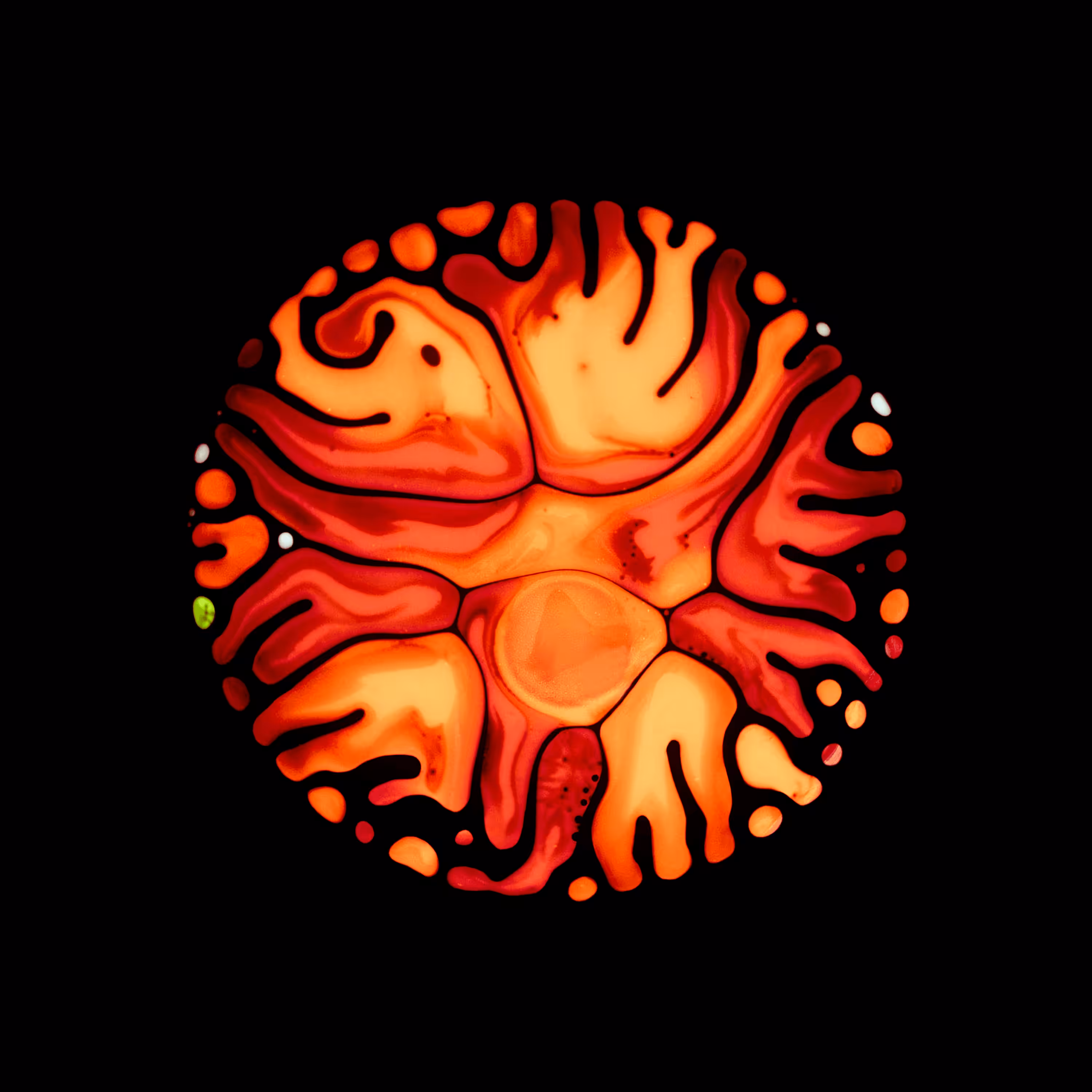 Haematopoiesis #168
