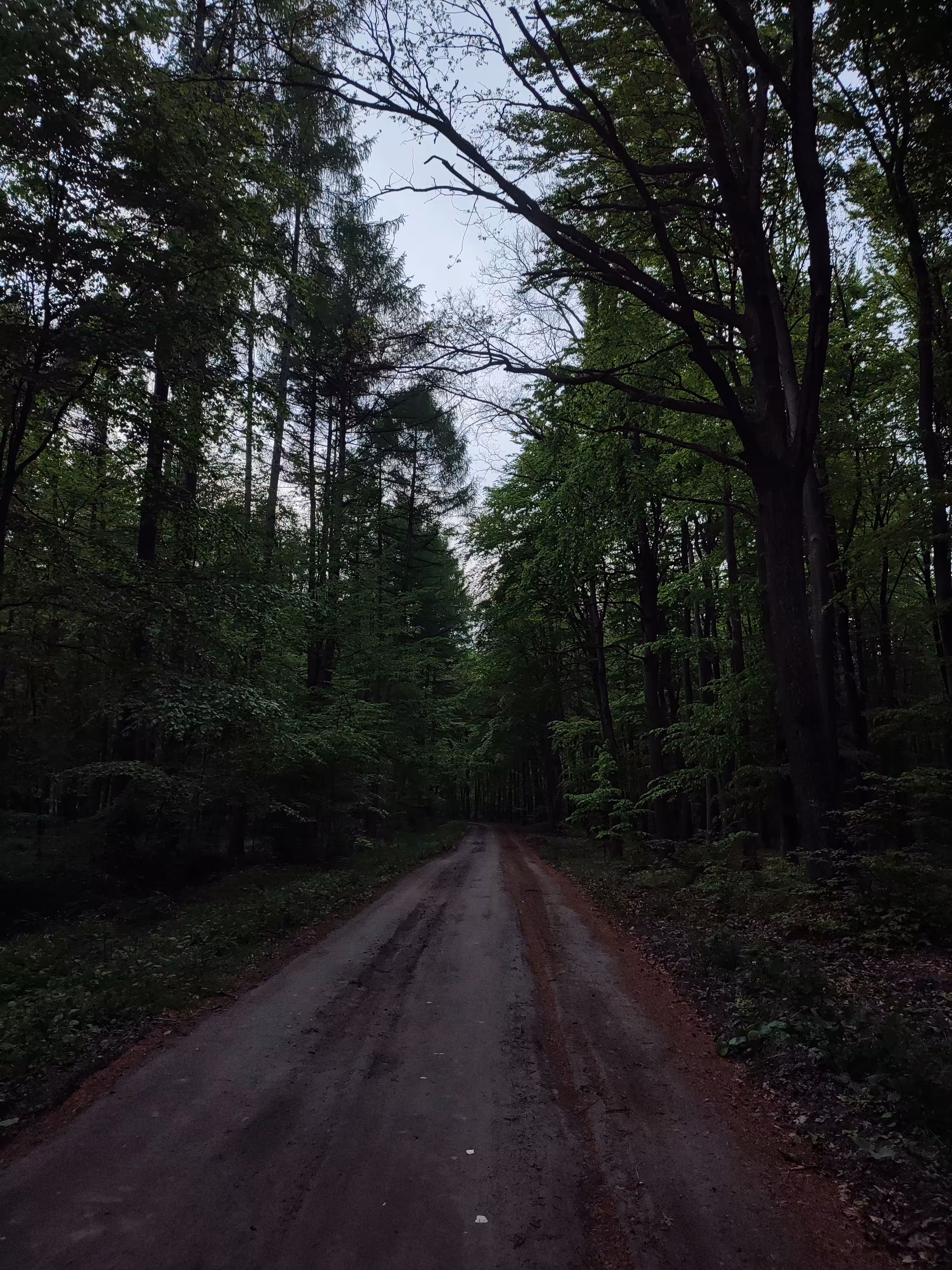 Mystery Forest 🇵🇱 