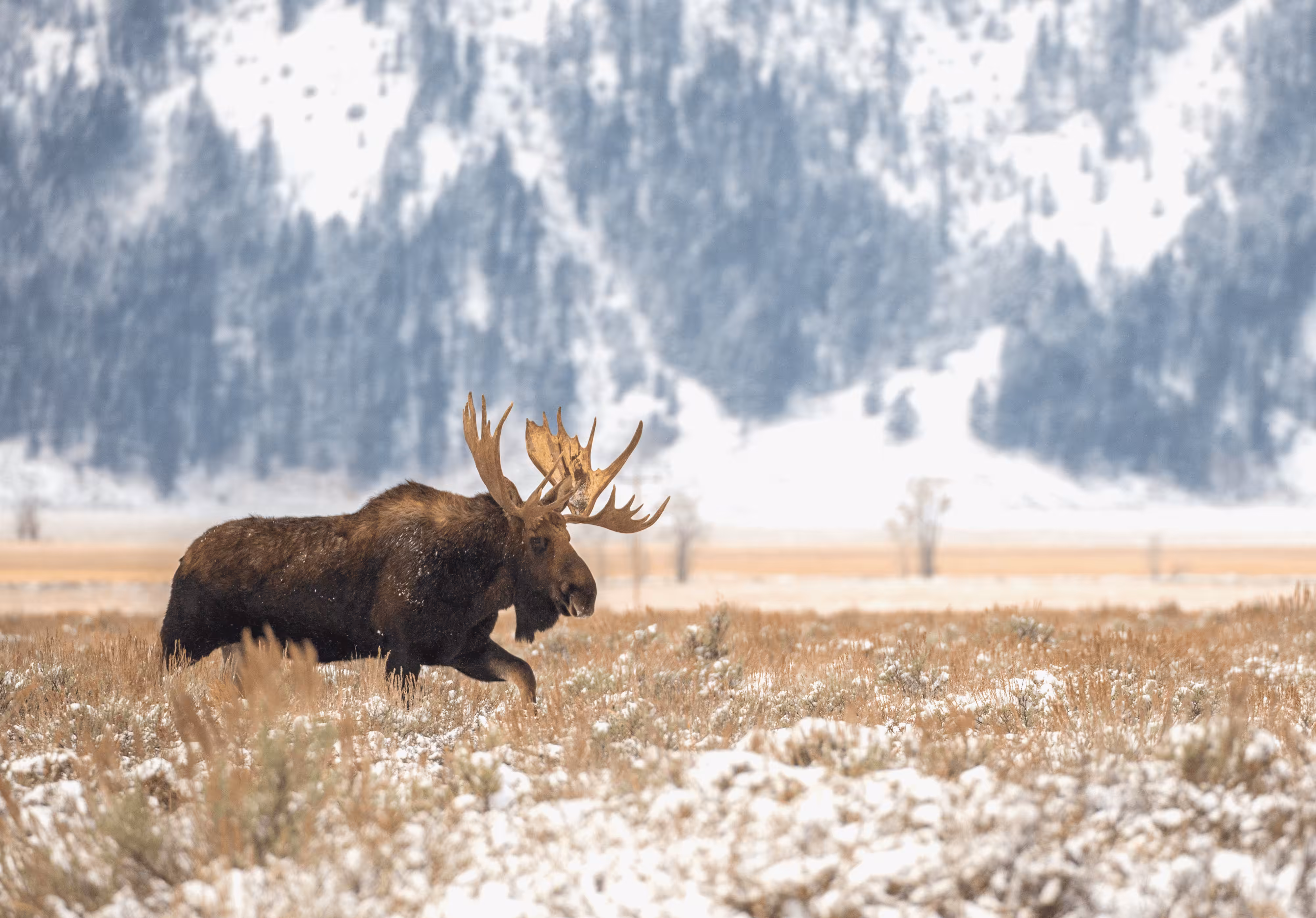 Balance in Nature - Conservation of Wildlife: Balance #27 Moose