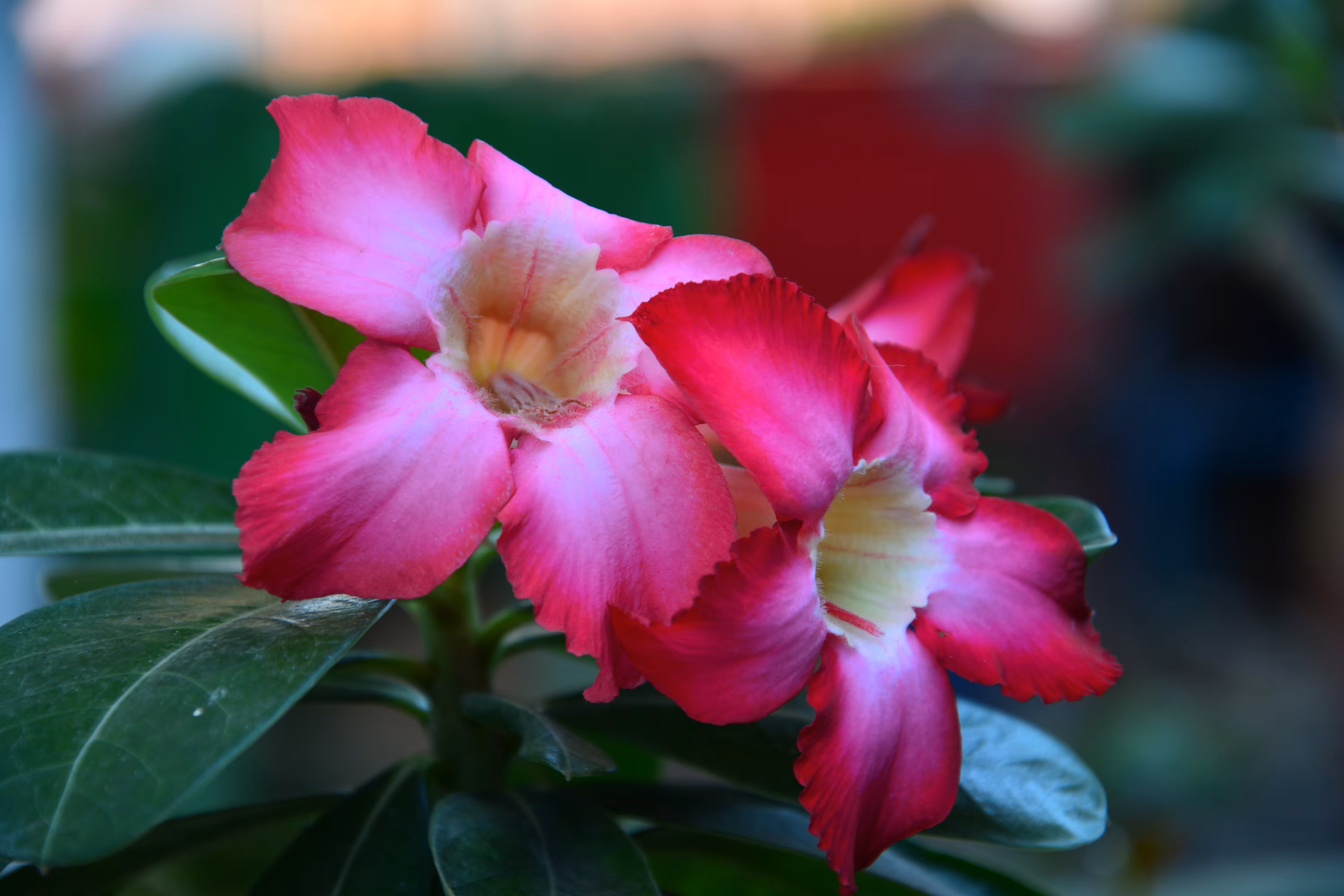 Desert roses