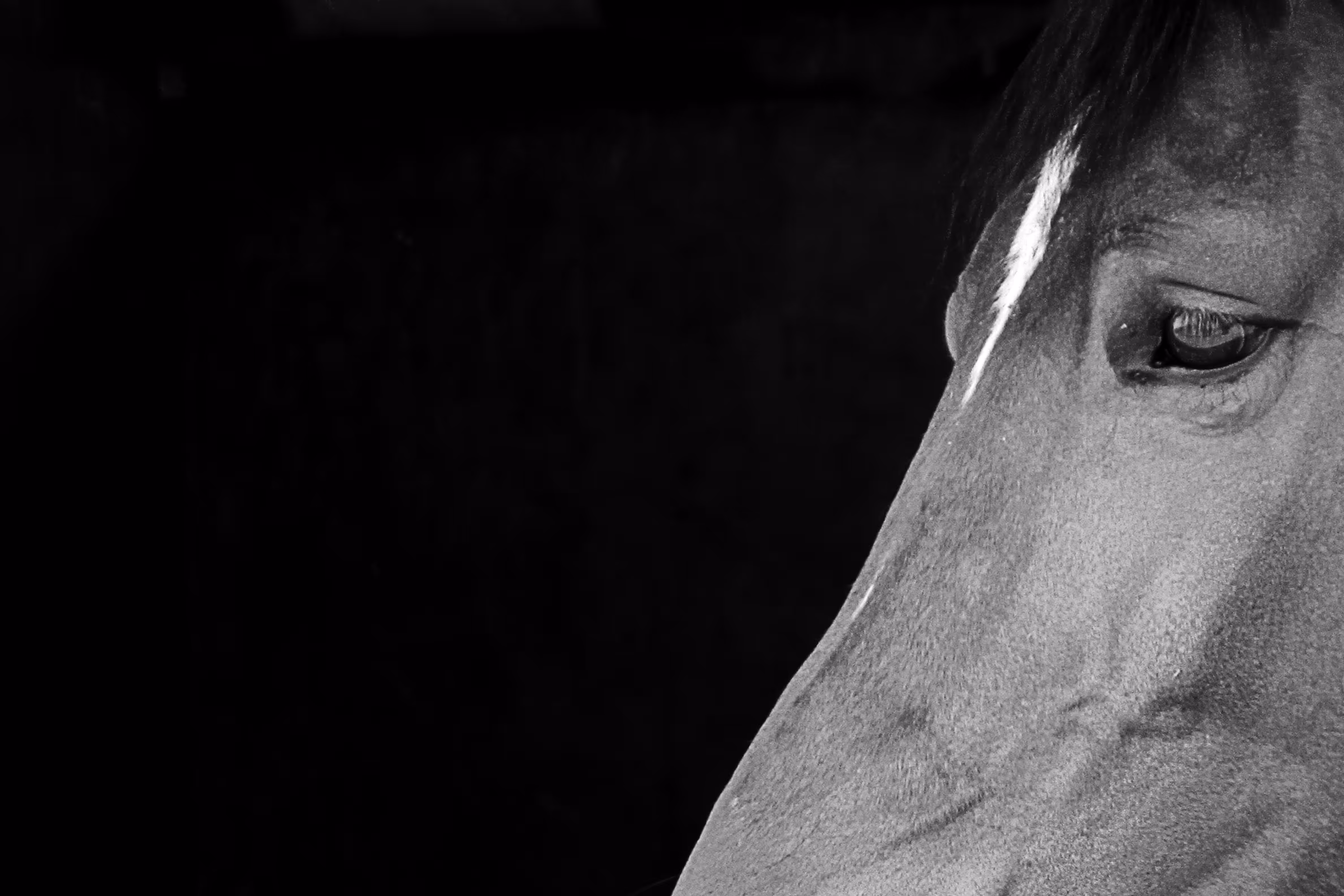 Photo 18 (Dark Horse)