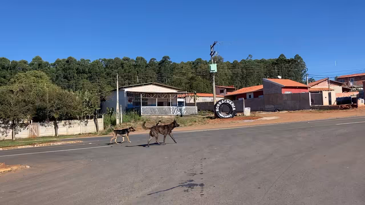 Fearless dog