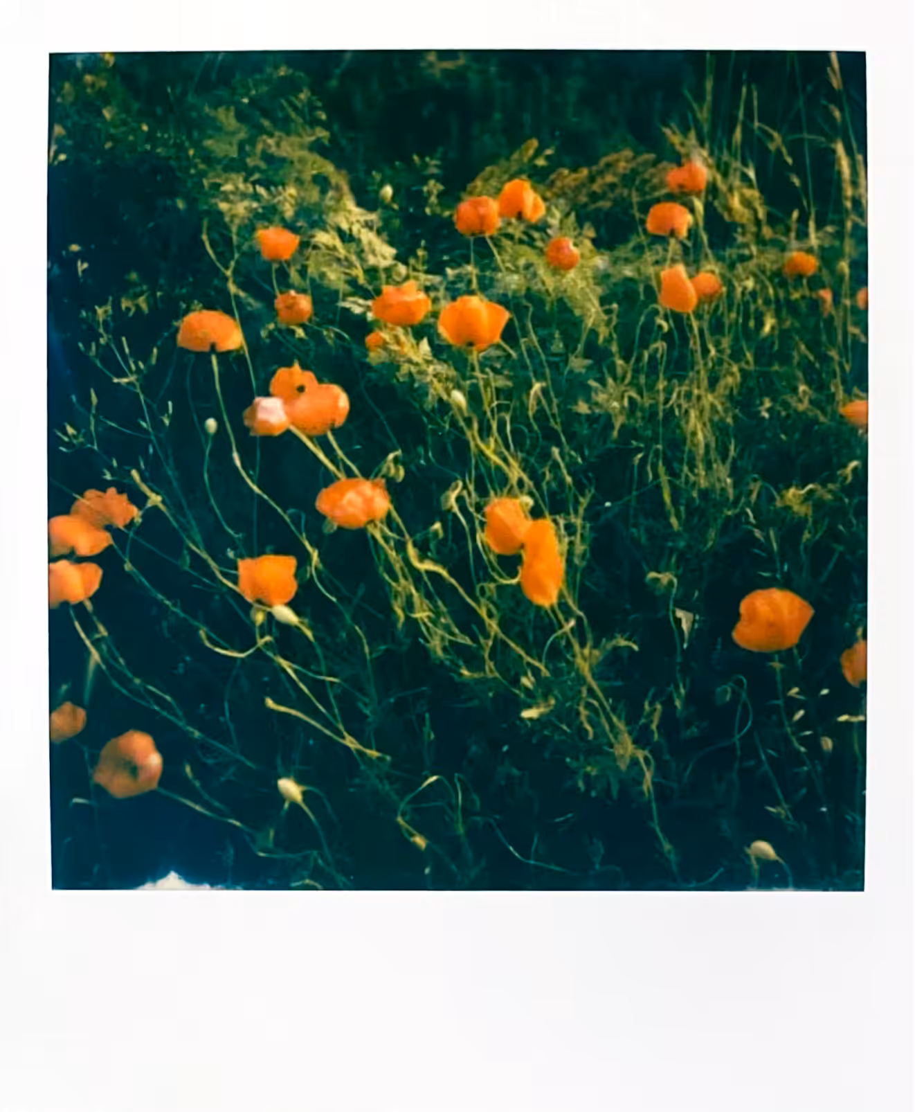 at the edge of the poppy field