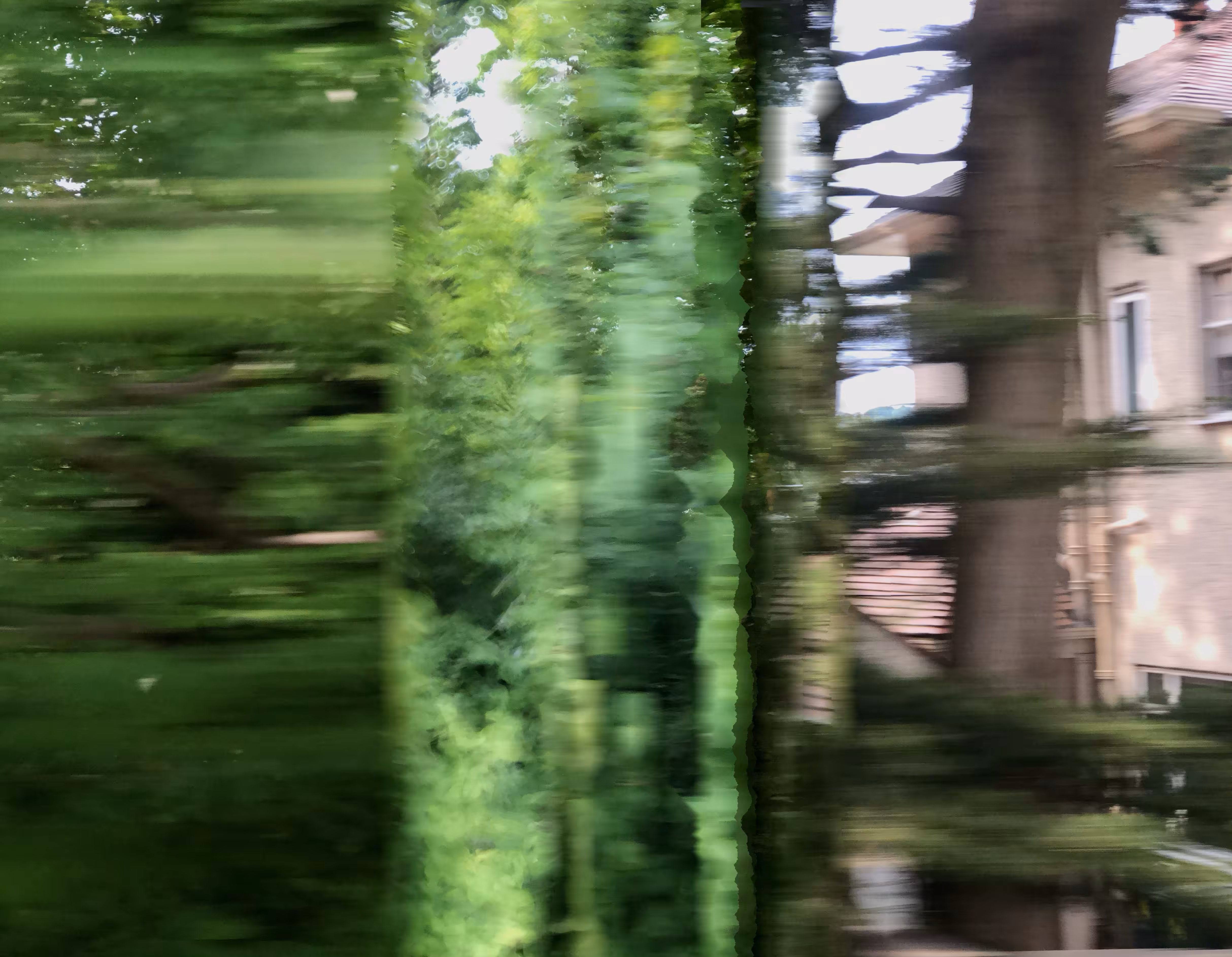 City of trees