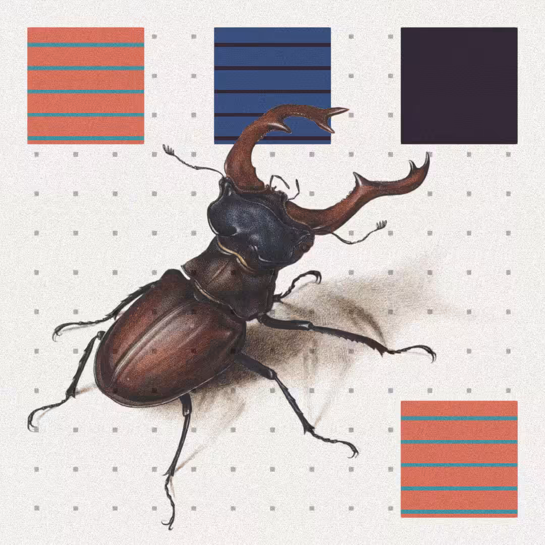 Beetle #8