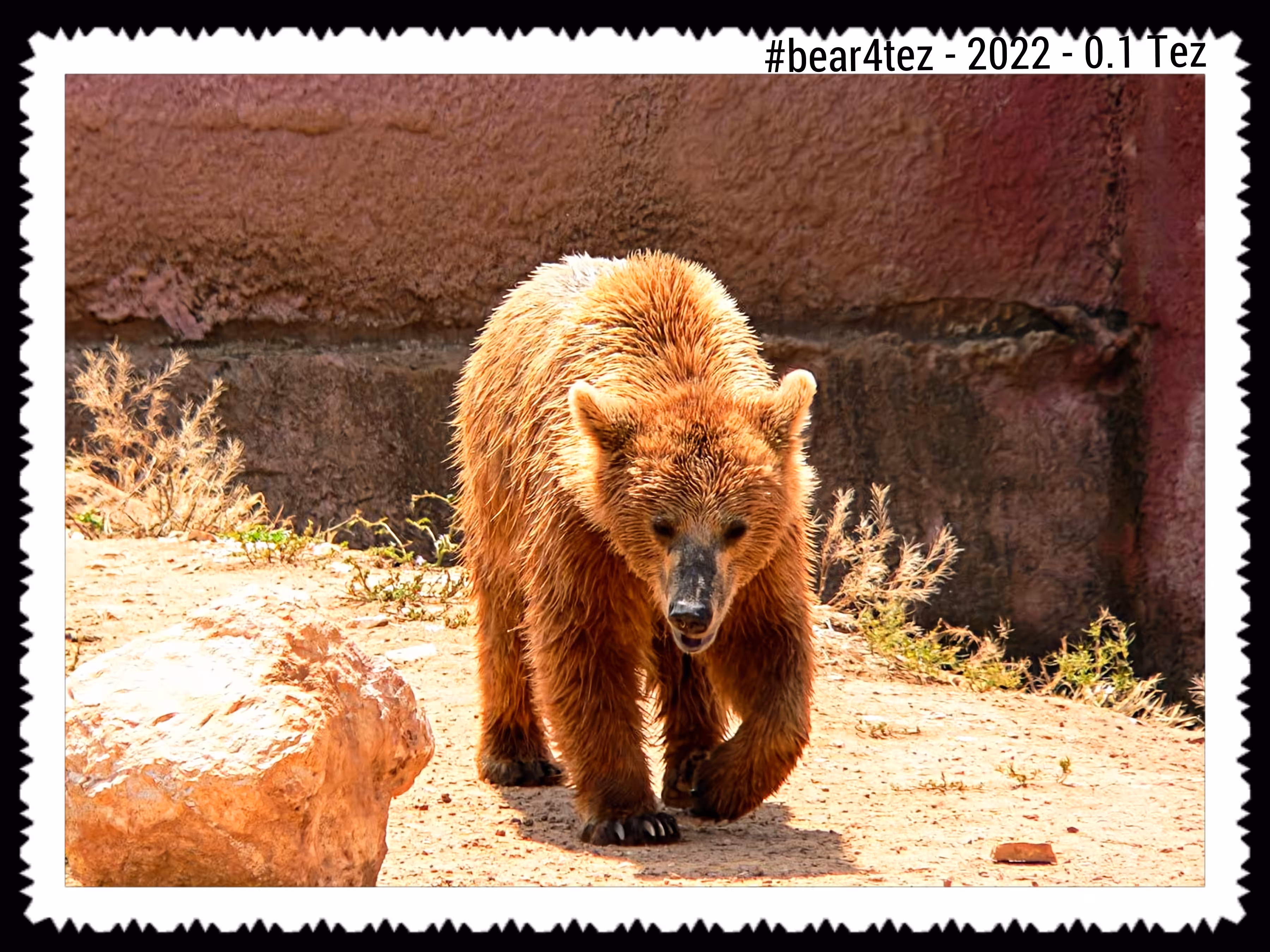 Bear