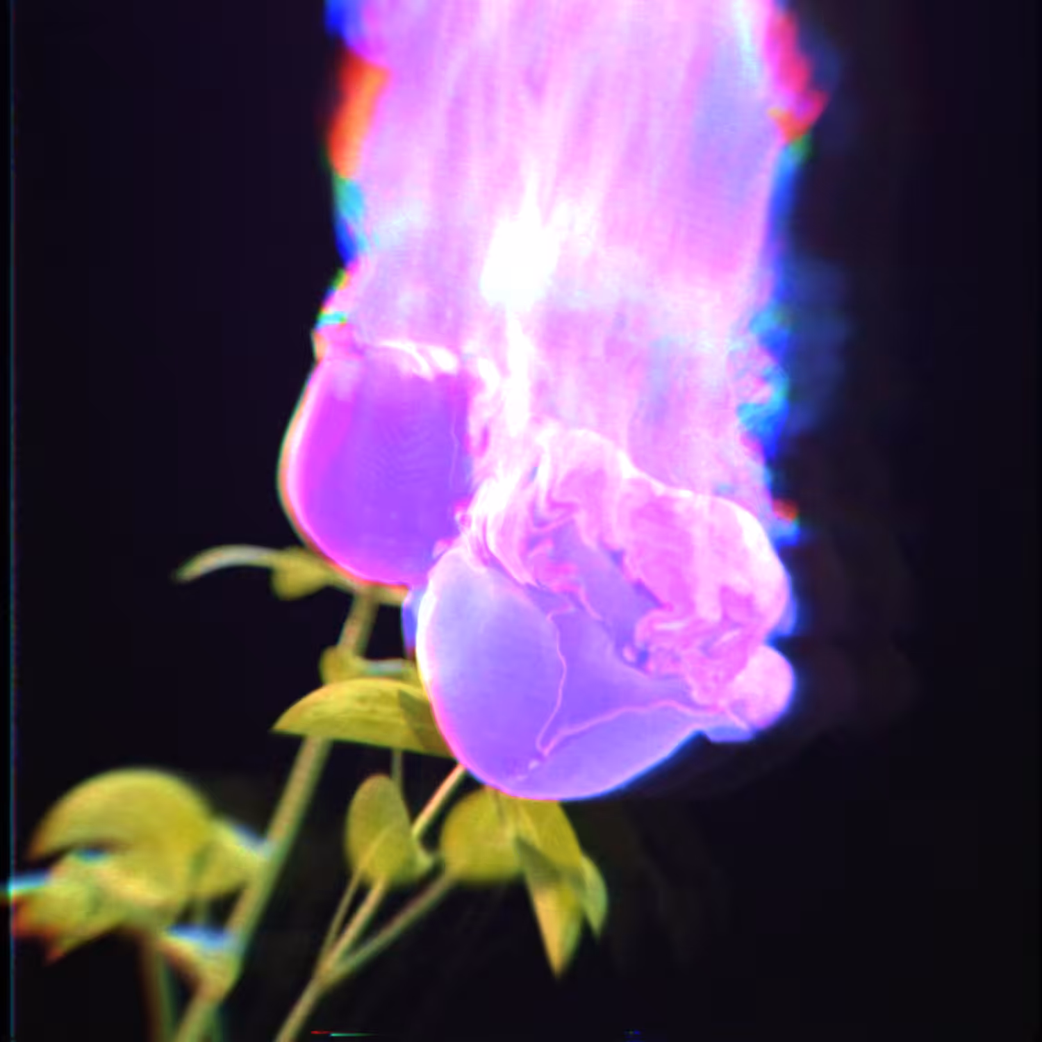 The Phoenix Rose