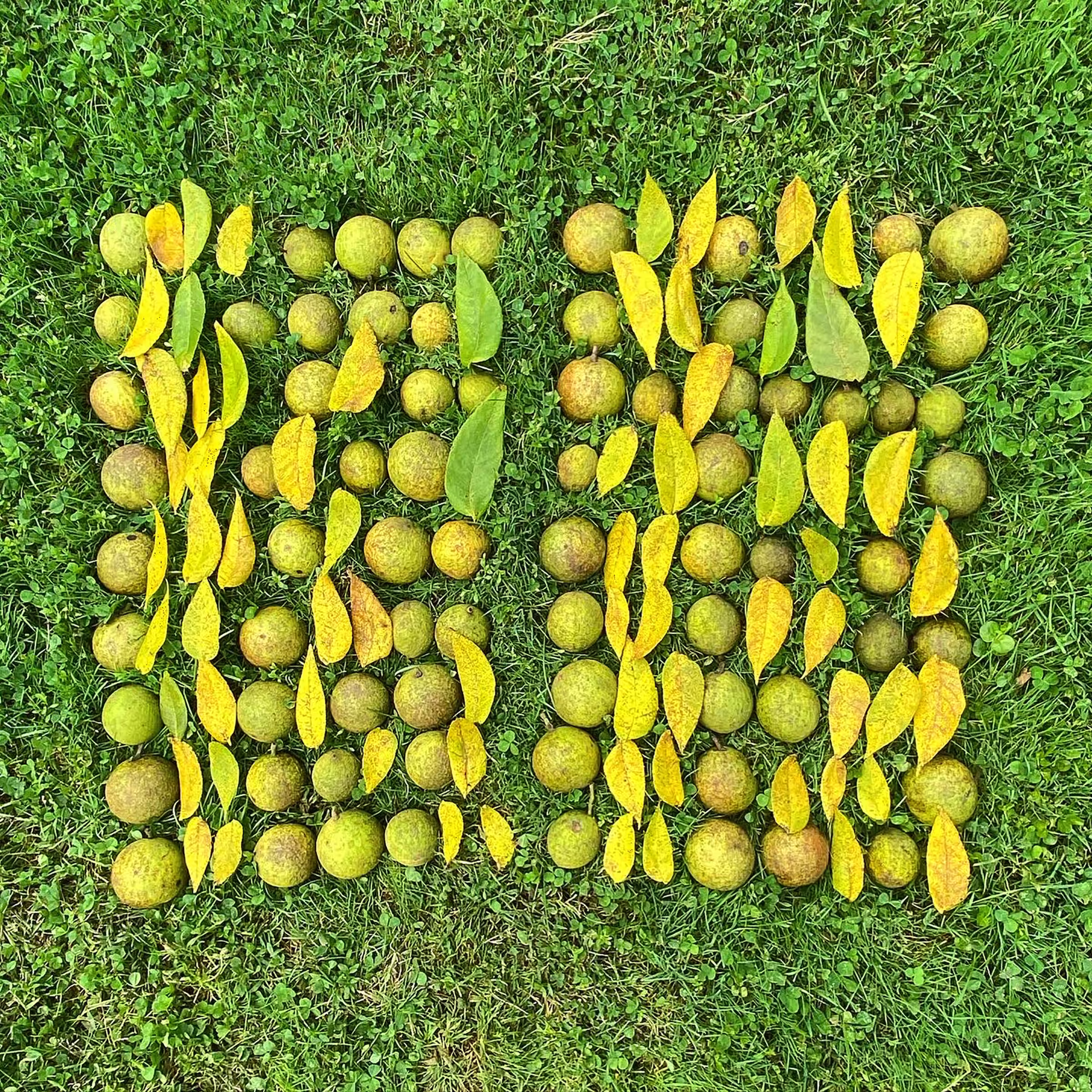 Analog Binary Code: Plant Intelligence