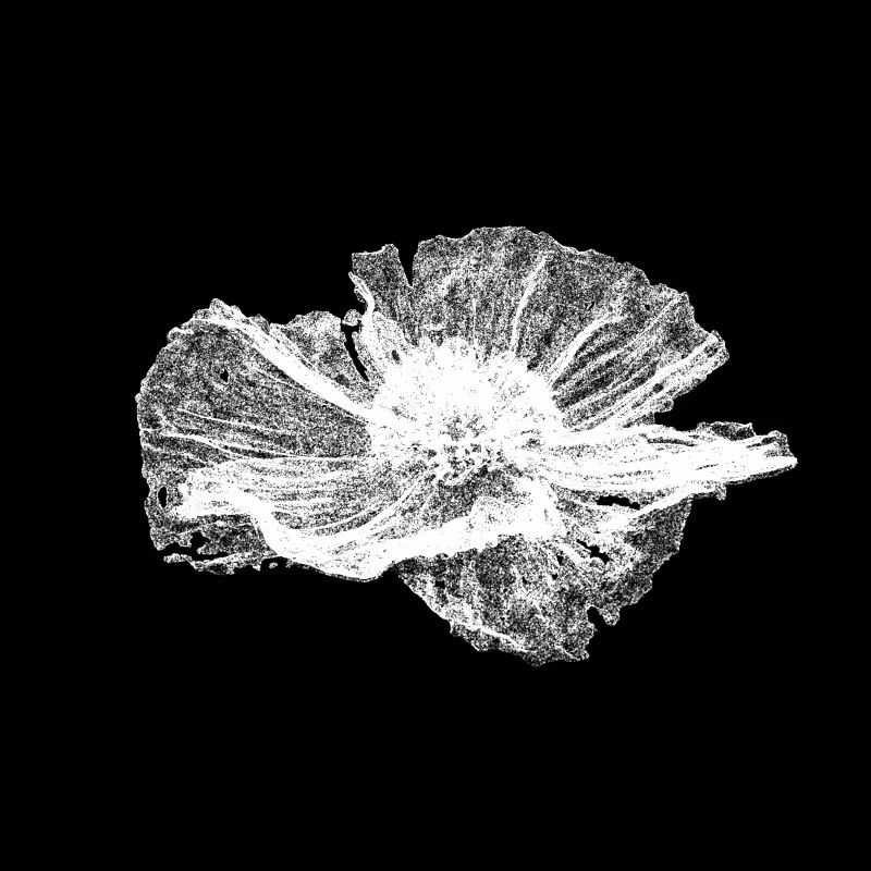 White Poppy 30 #109