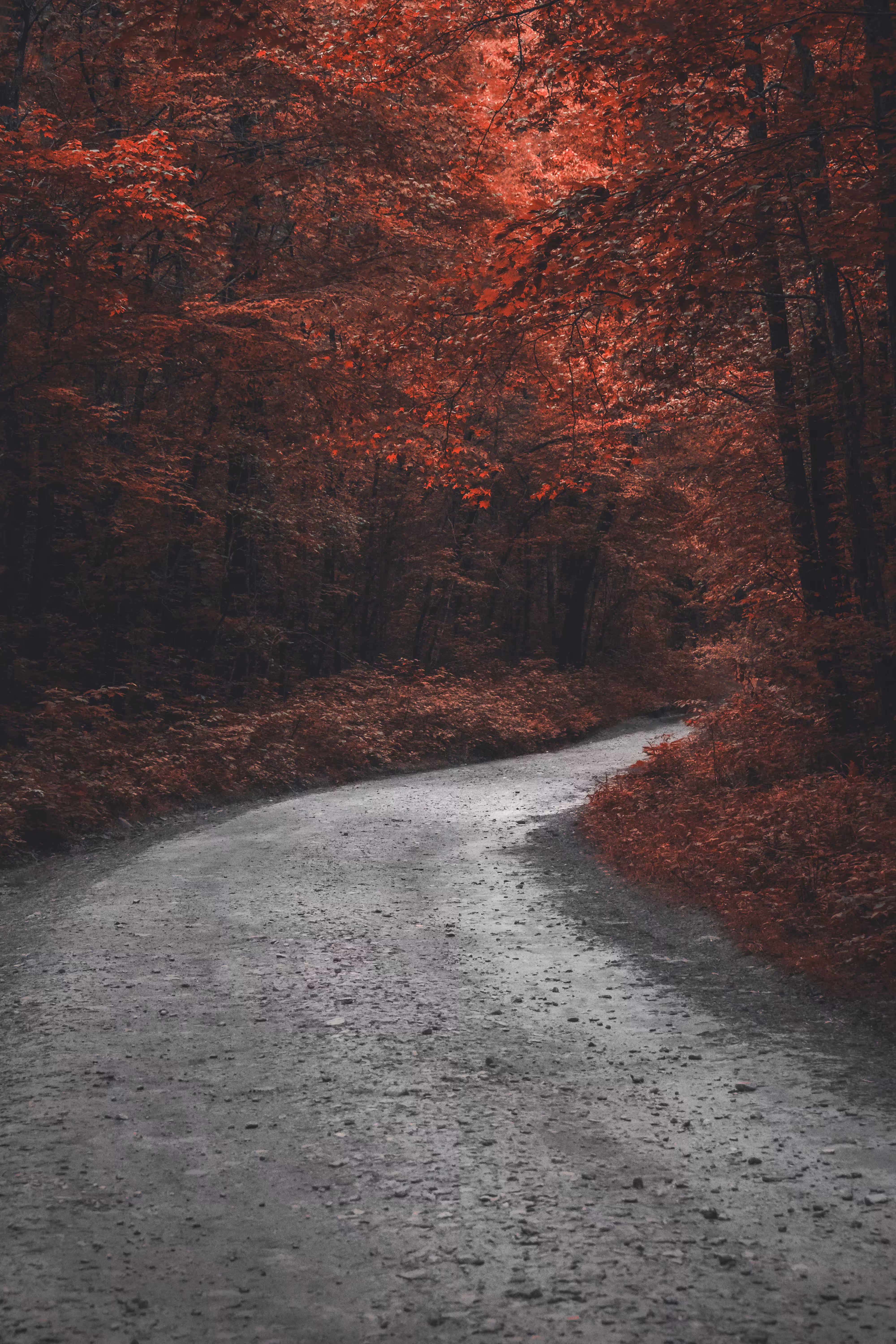 Scarlet Fever: Rubescent