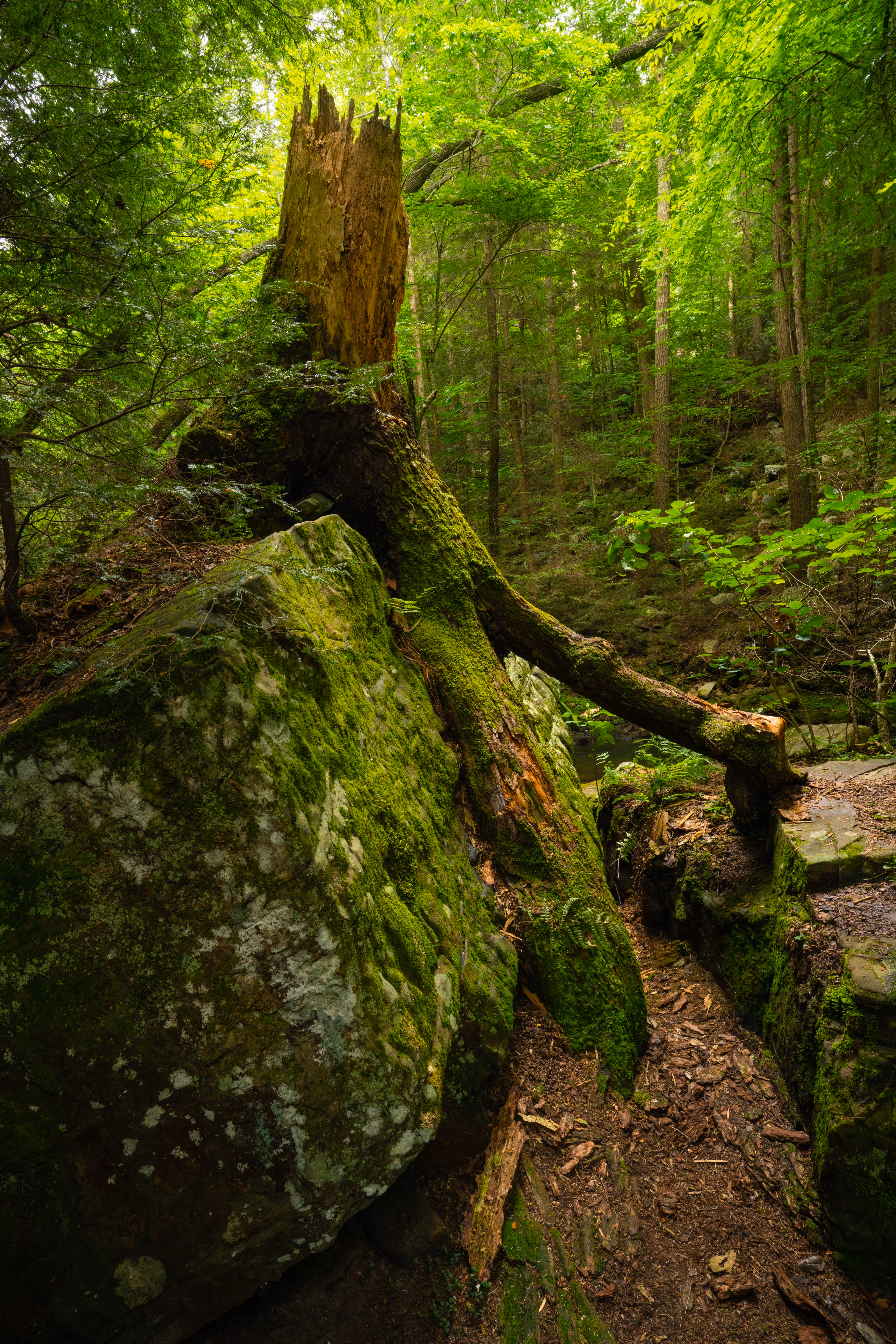 The Ent