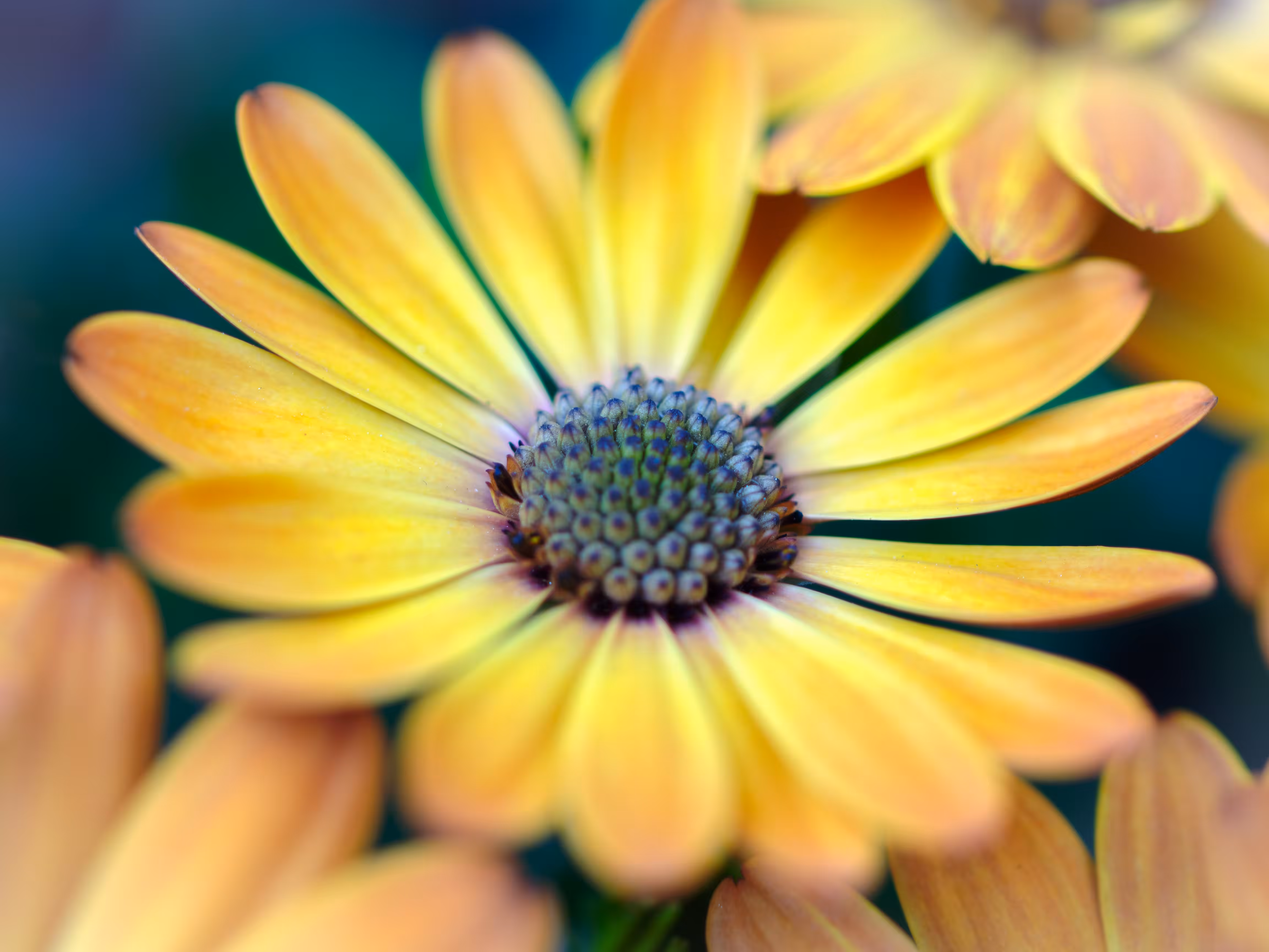 Yellow Daisy