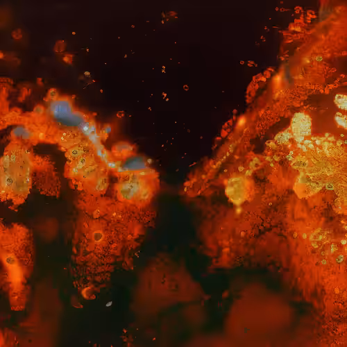 Molecular Atlas #17