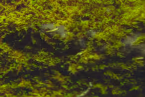 Low Res Moss