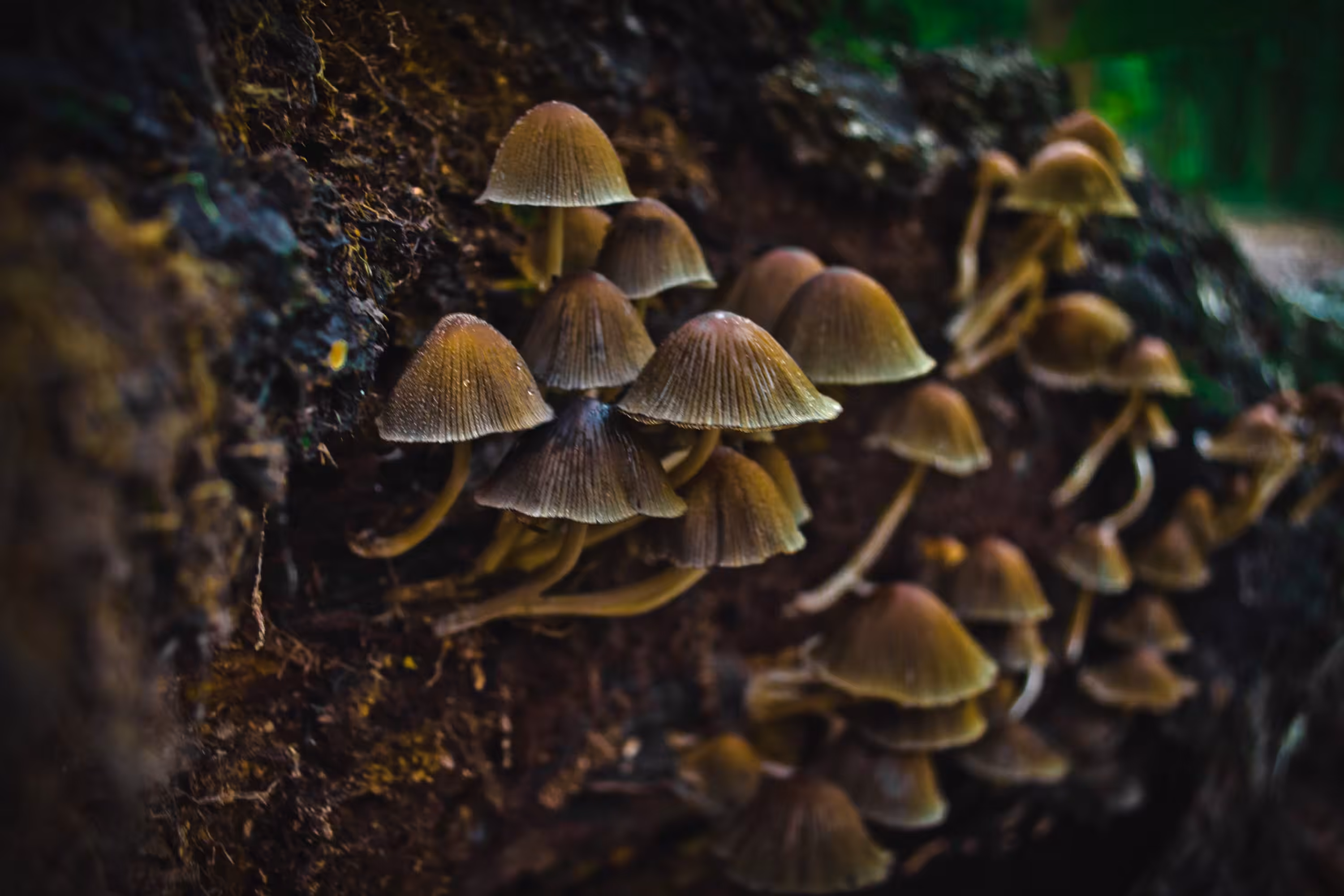 Forest find