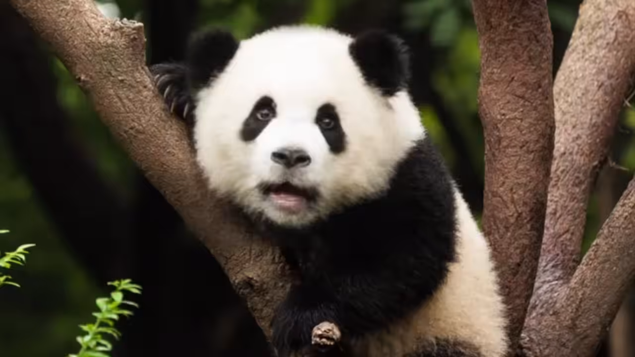 Listen to the Panda