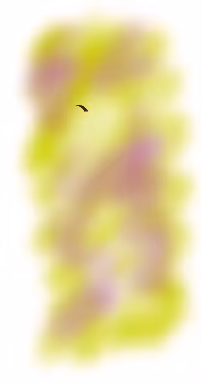 Face 31