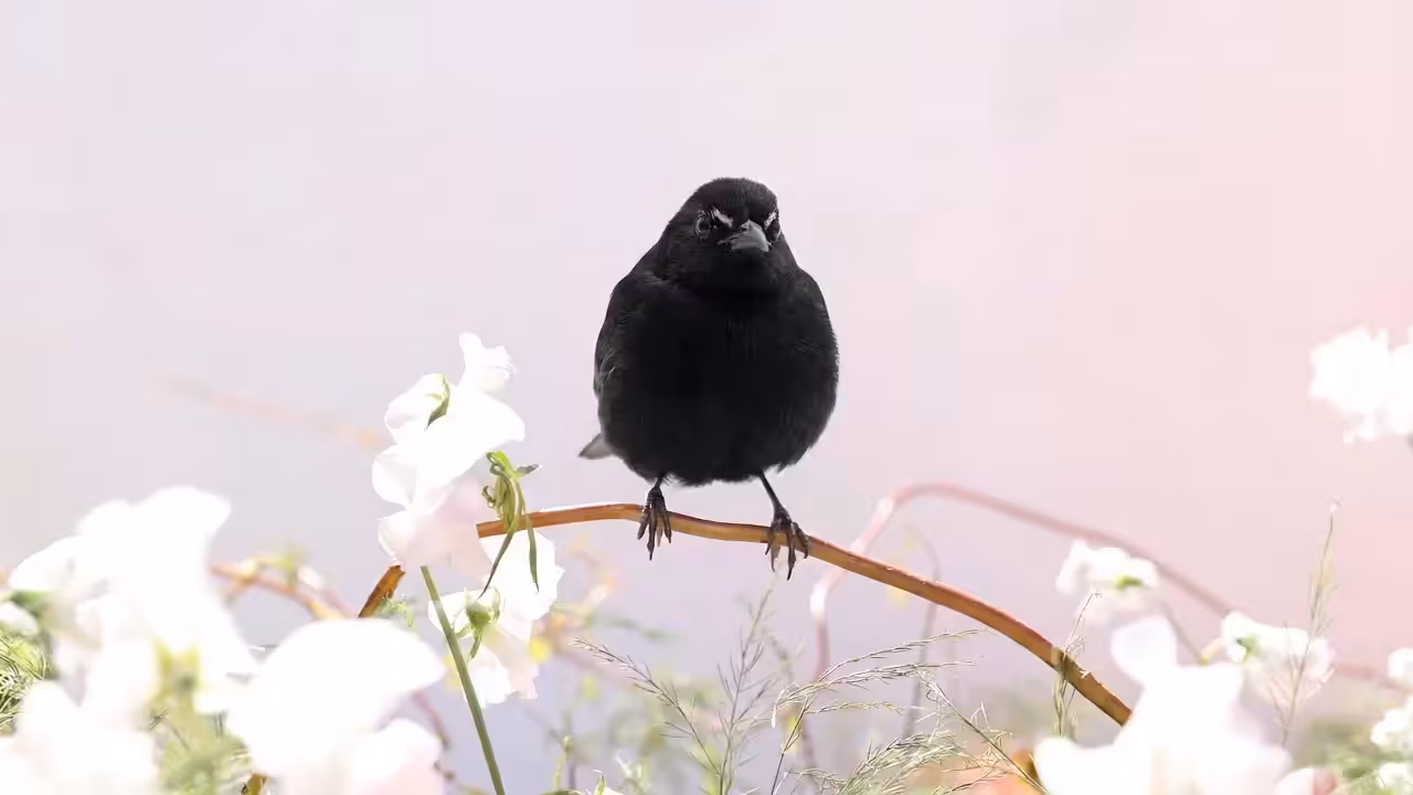 Smudge, A Place Between