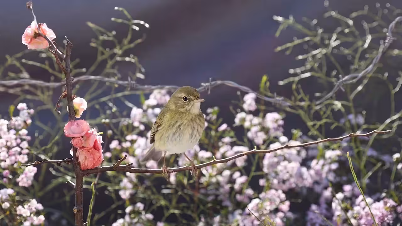 Birds Observations: Ariella, The Last Light