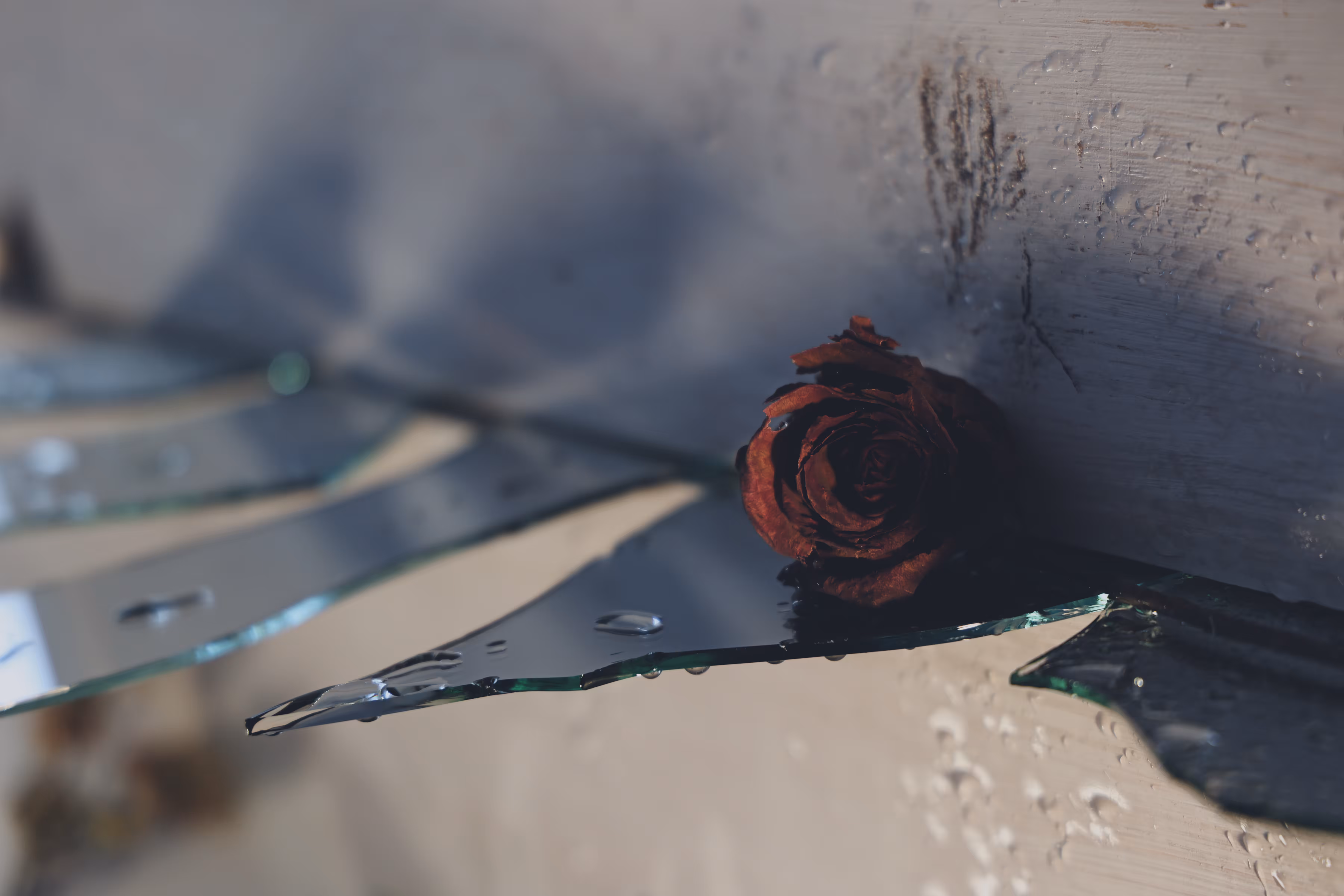 _bloom trembles