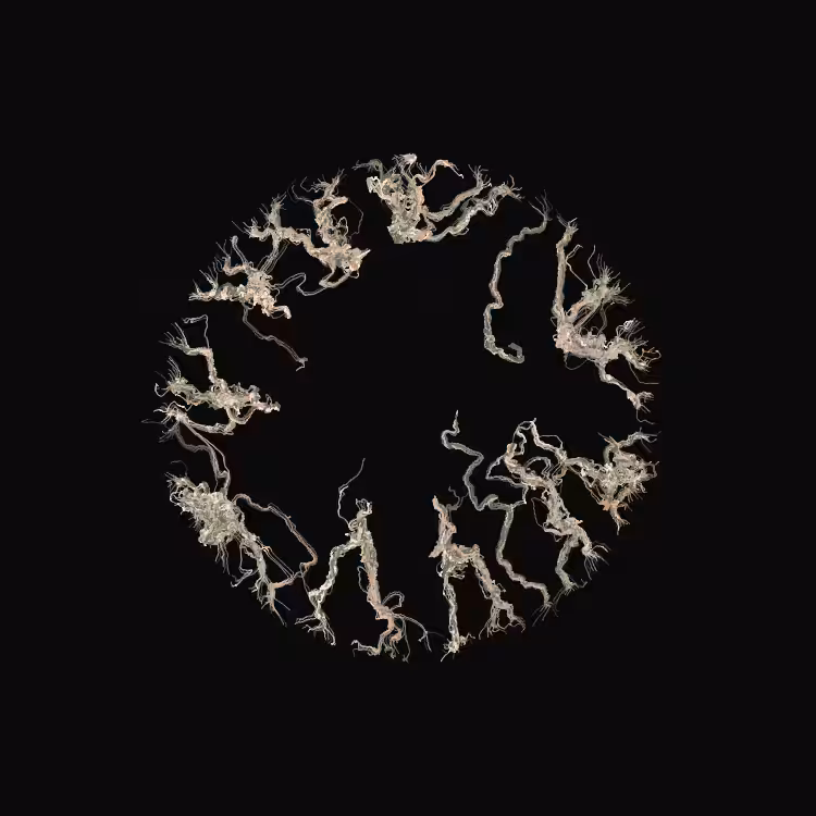 Ginseng #78