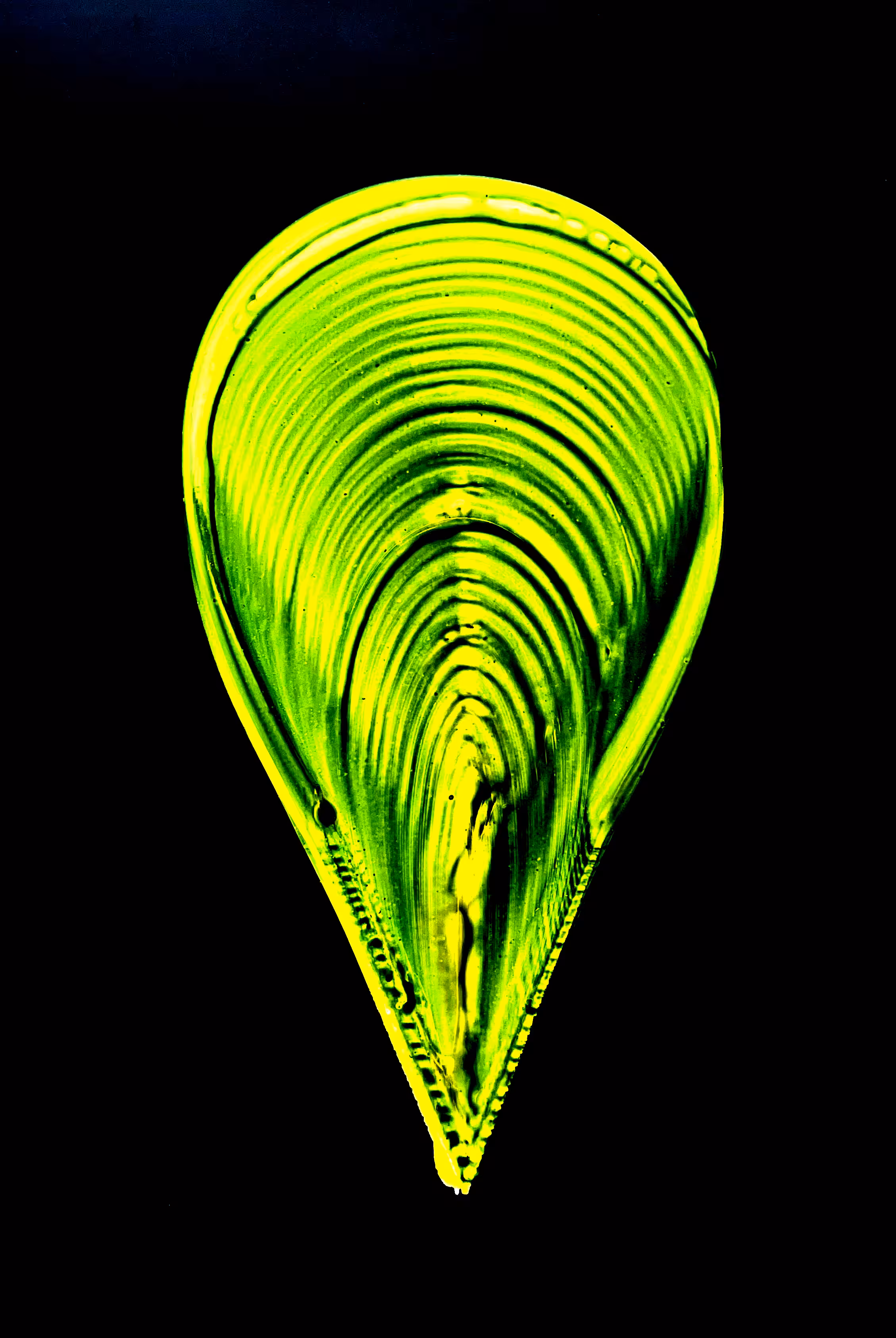 shell in green