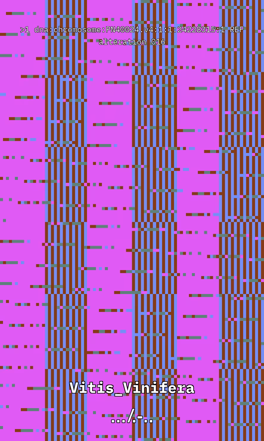 VITIS DNA ALTERATION: Vitis DNA Alteration #16
