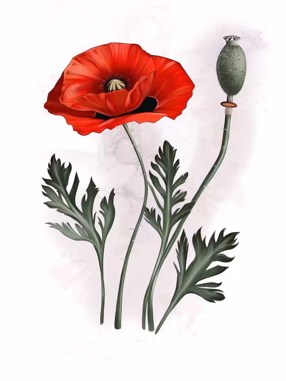 Scarlet Poppy