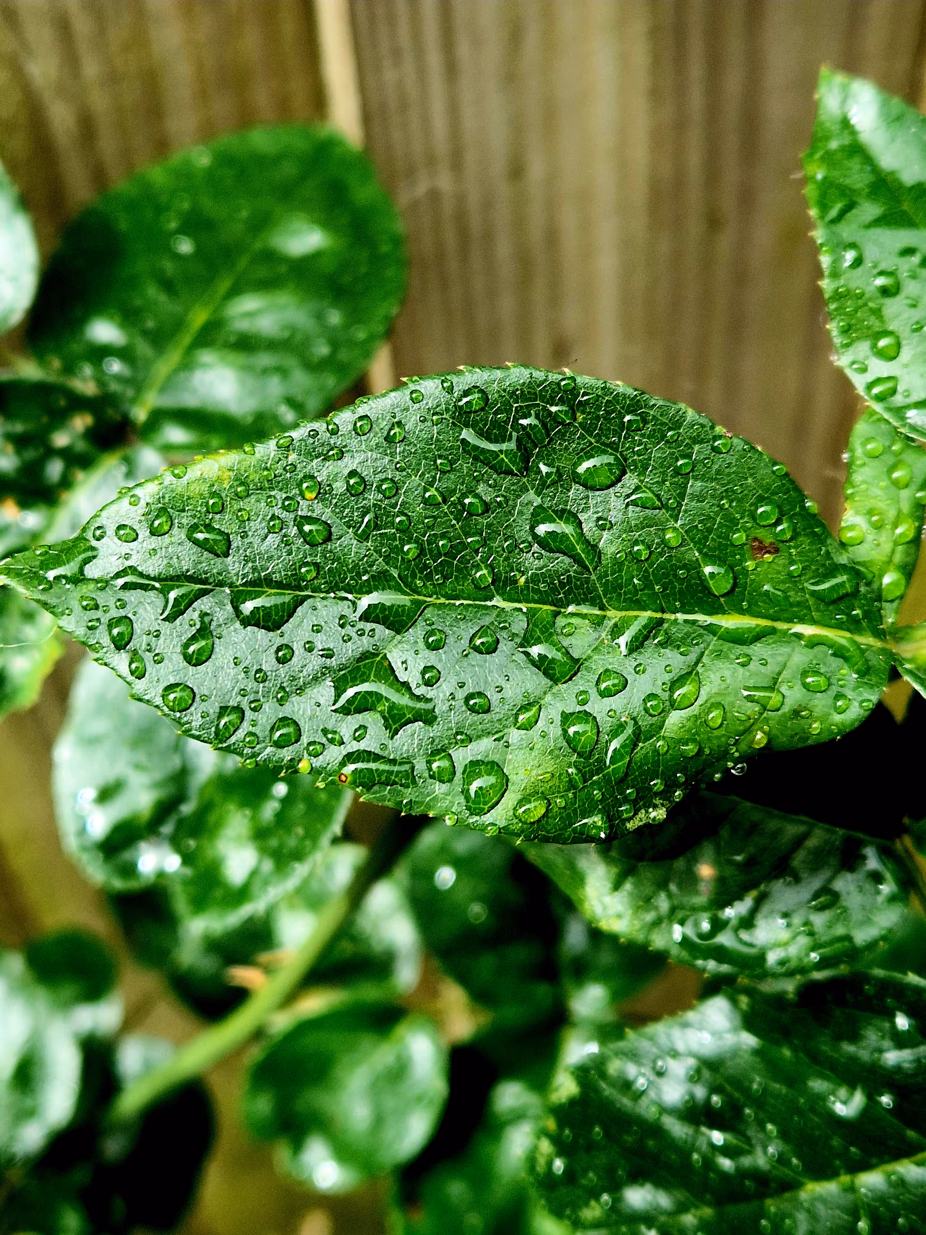 Leaf