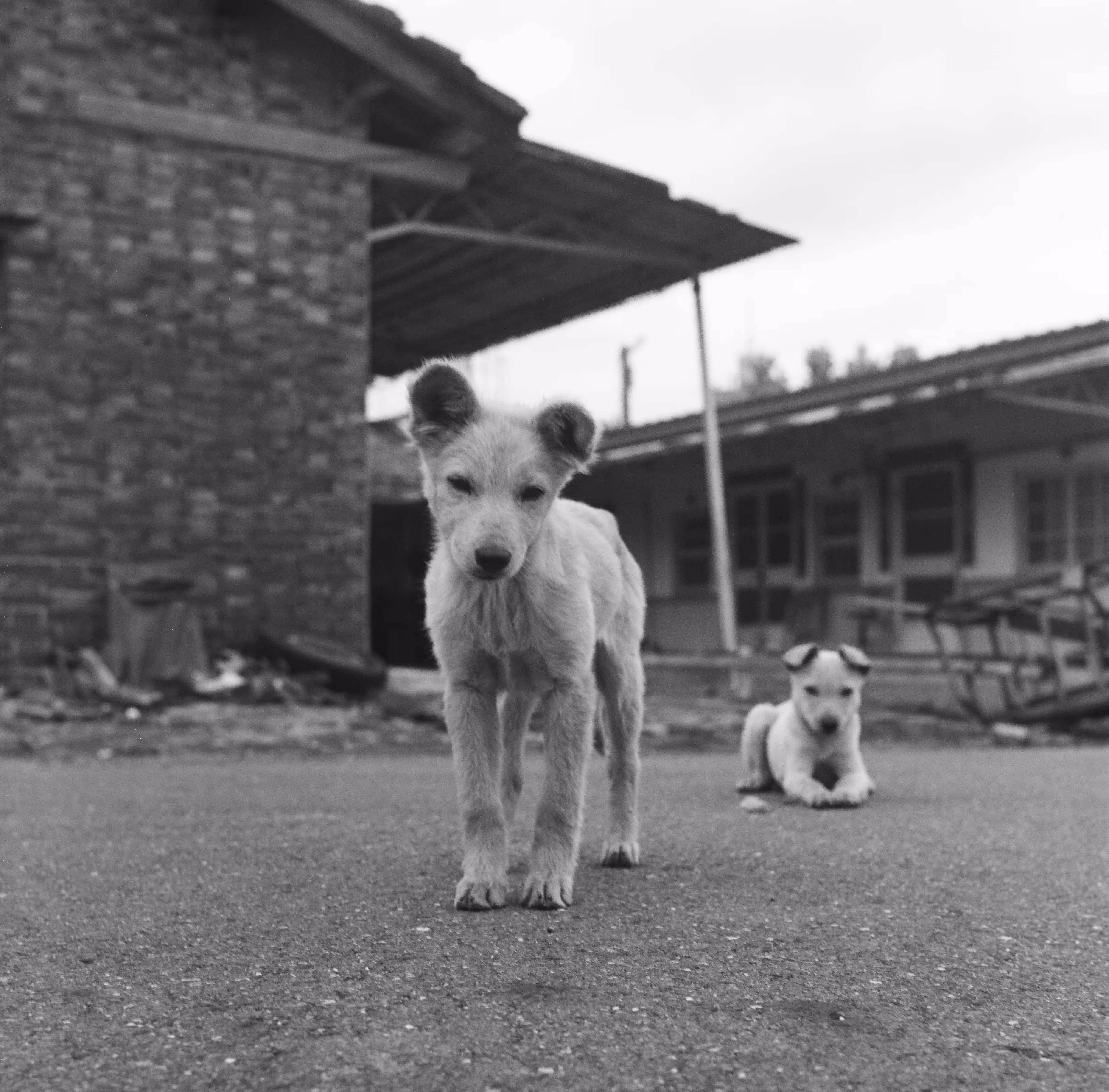 Puppies