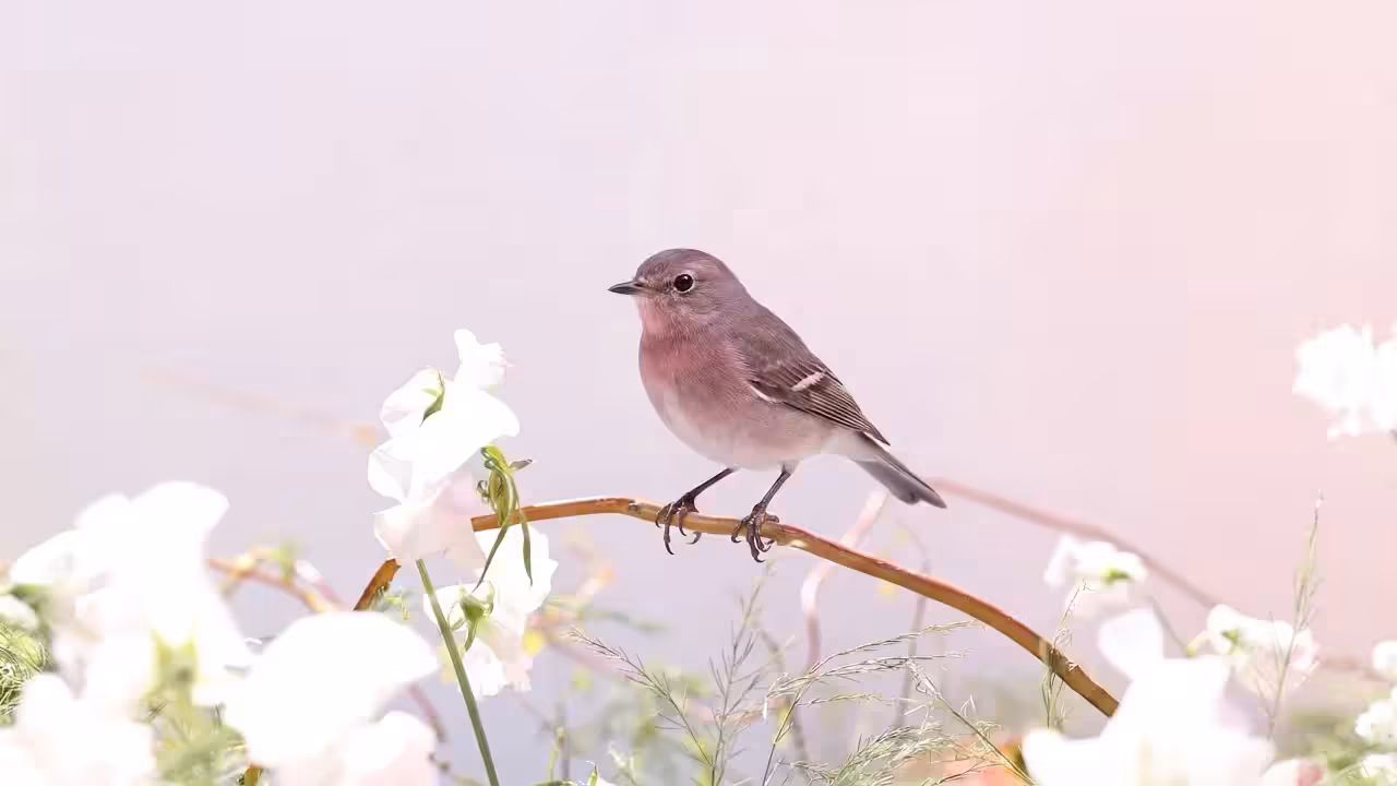 Ann, A Place Between