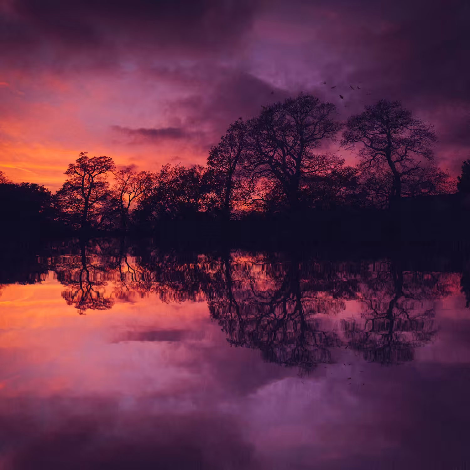 The Sunken Forest