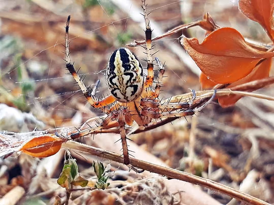 Just a spider