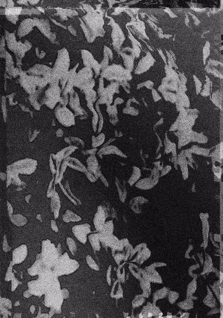 Archium_58 - flowering