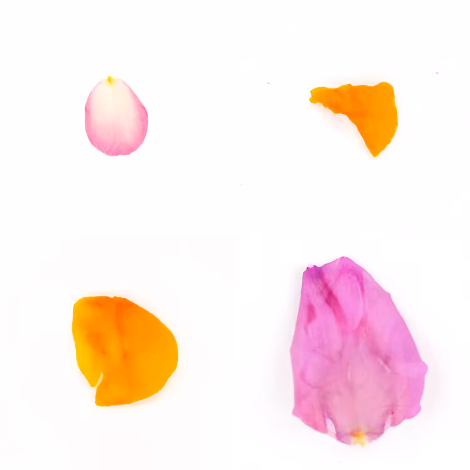 Infinite Petals 2x2#20712