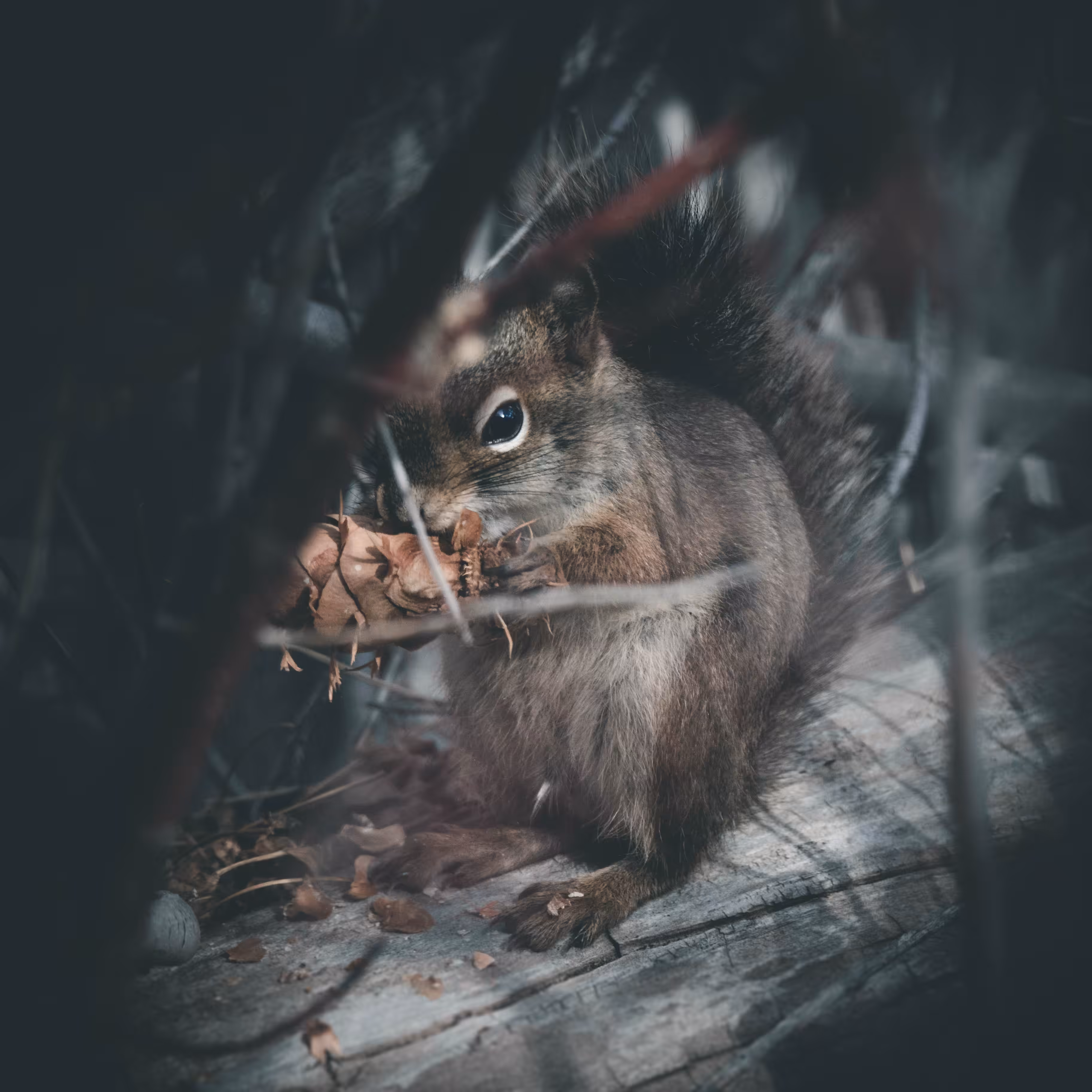 Cutie Pants Squirrel 