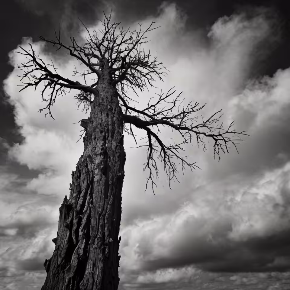 The Happy Valley: Dark tree