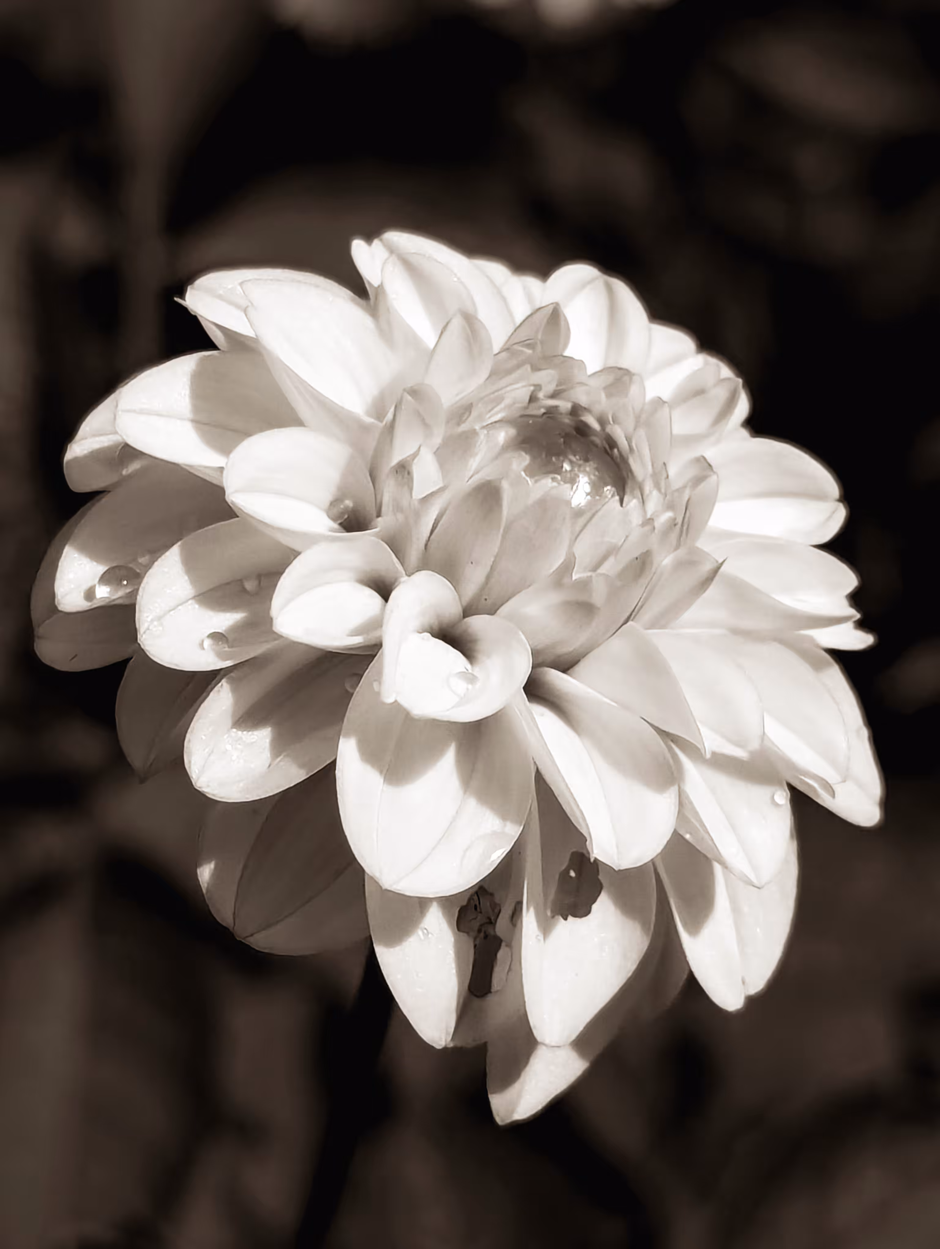 Luke_0x1 Photography : Dahlia discovery