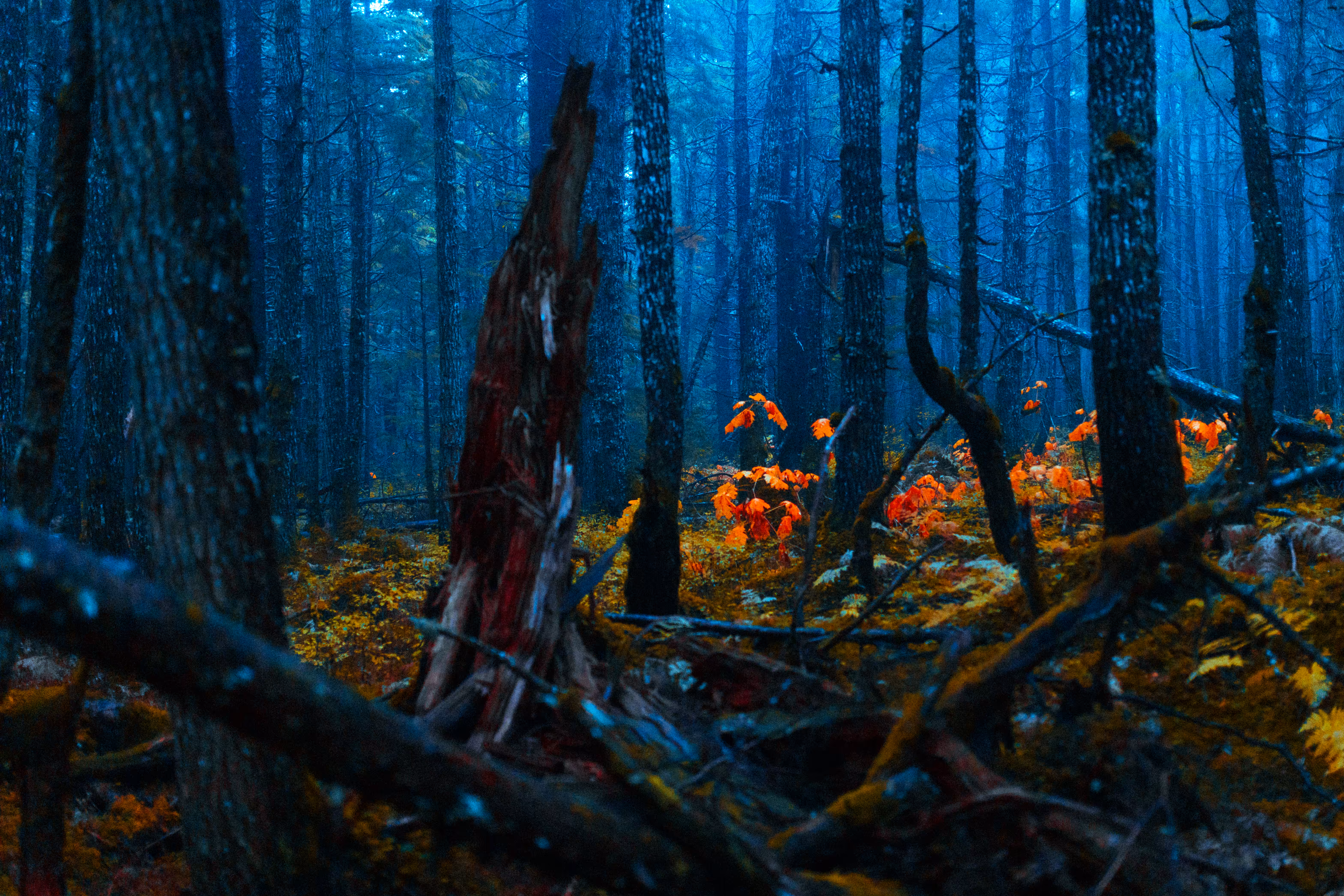 Psychedelic Forest