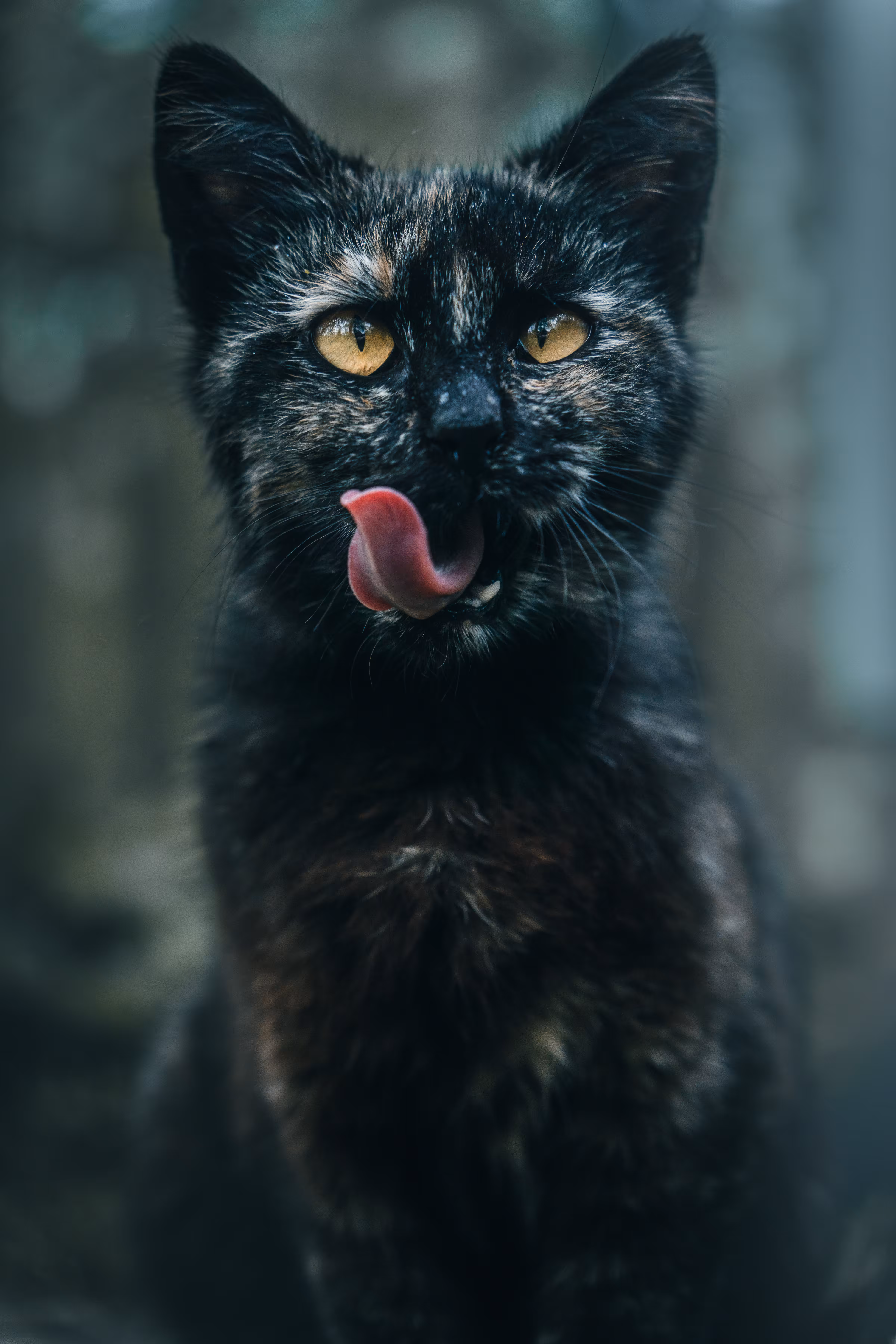 Kitty Charisma