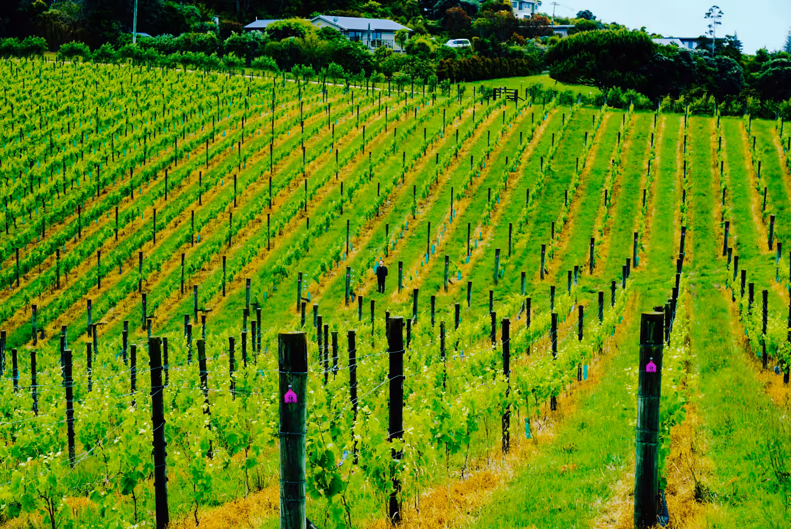 Lost in Marlborough.