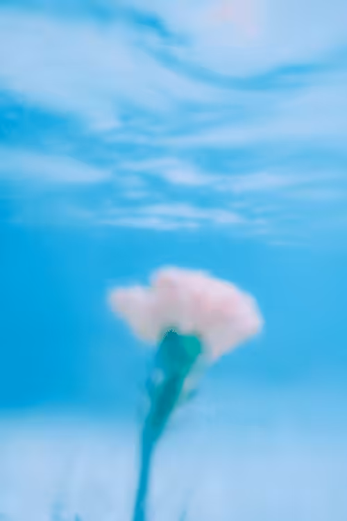 Underwater Carnation