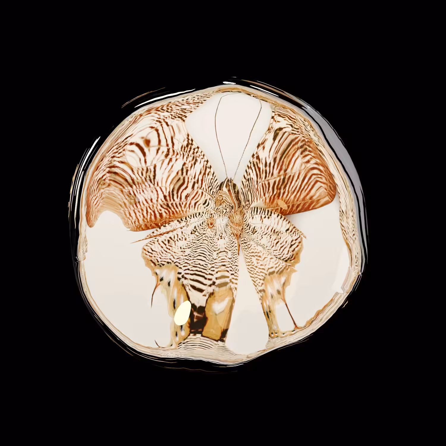 Butterfly Collection no.2