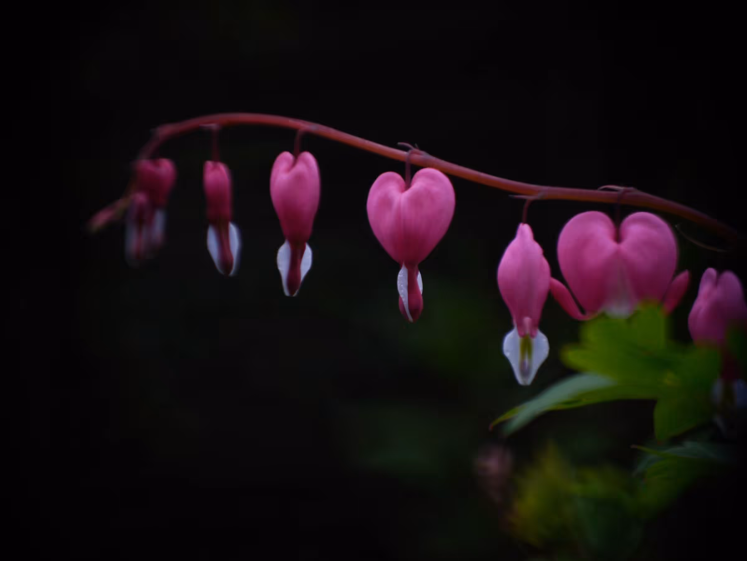 Asian bleeding-heart