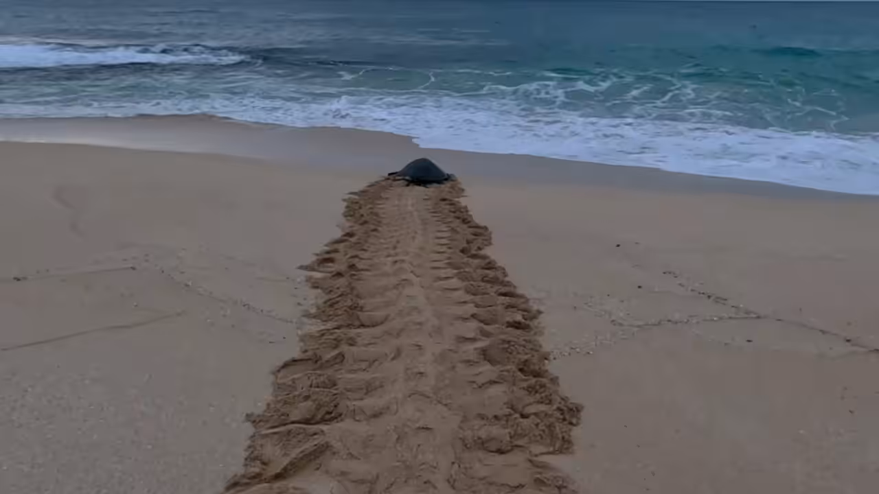 Honu Pathway