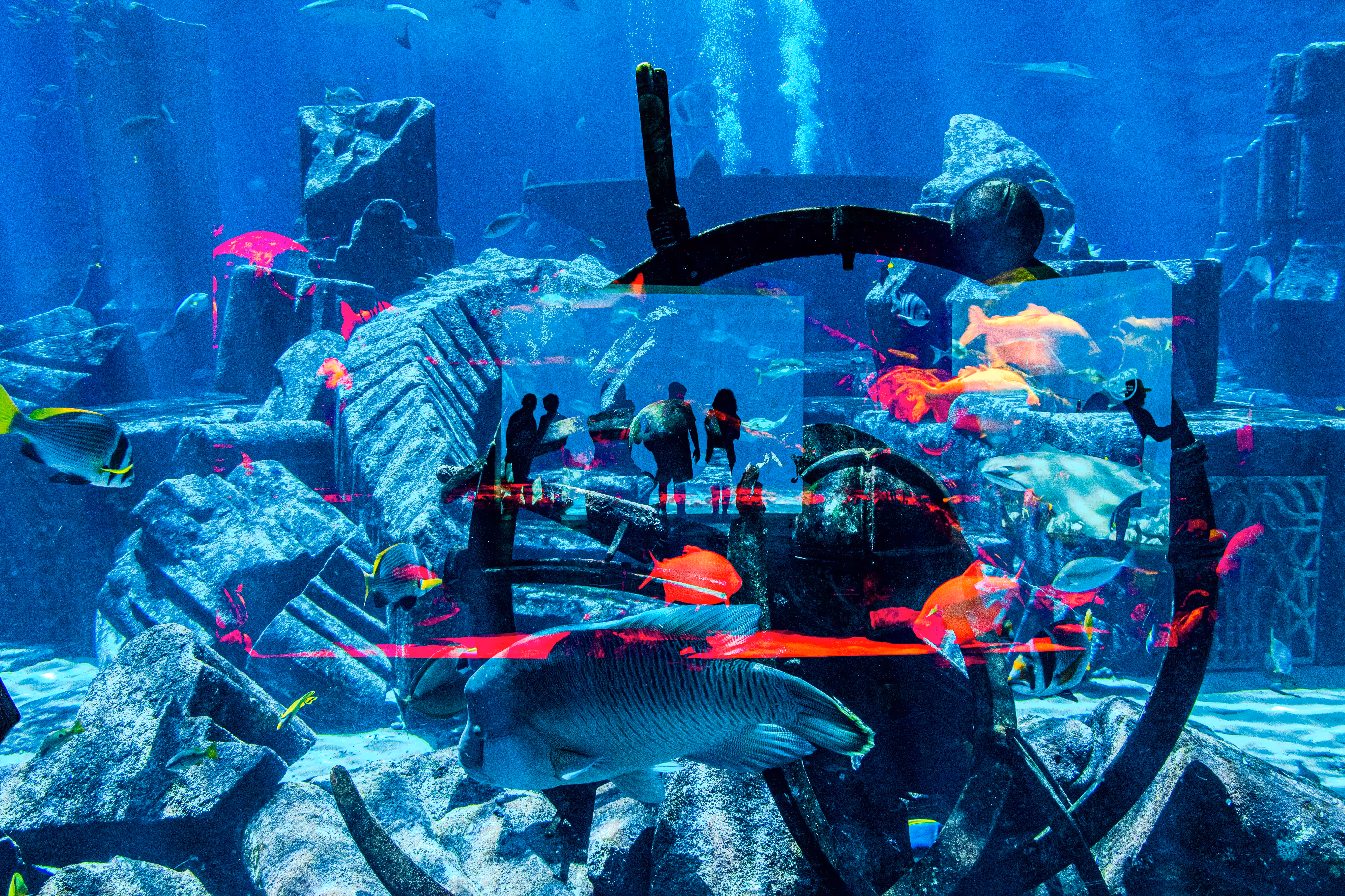 «Dive VIII»